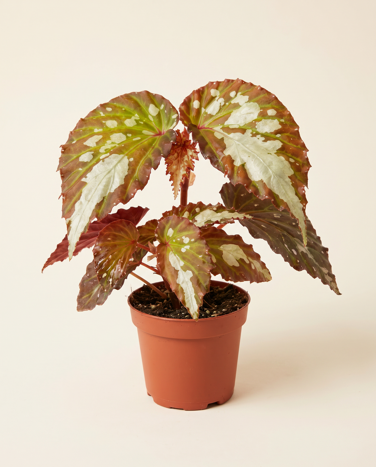 Begonia Mantuk بيغونيا مانتوك