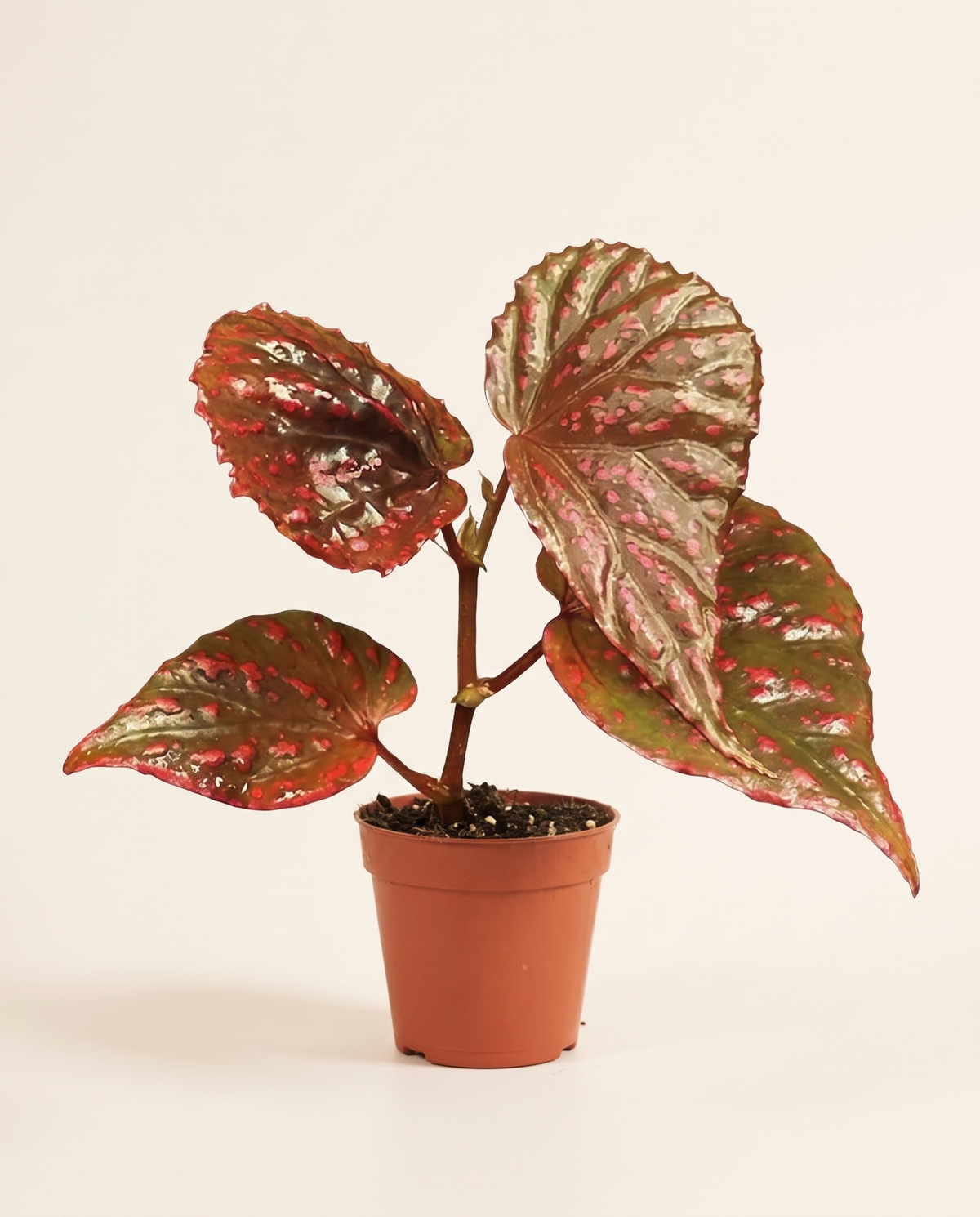 Begonia Bengohensis بيغونيا بينغوهينسيس