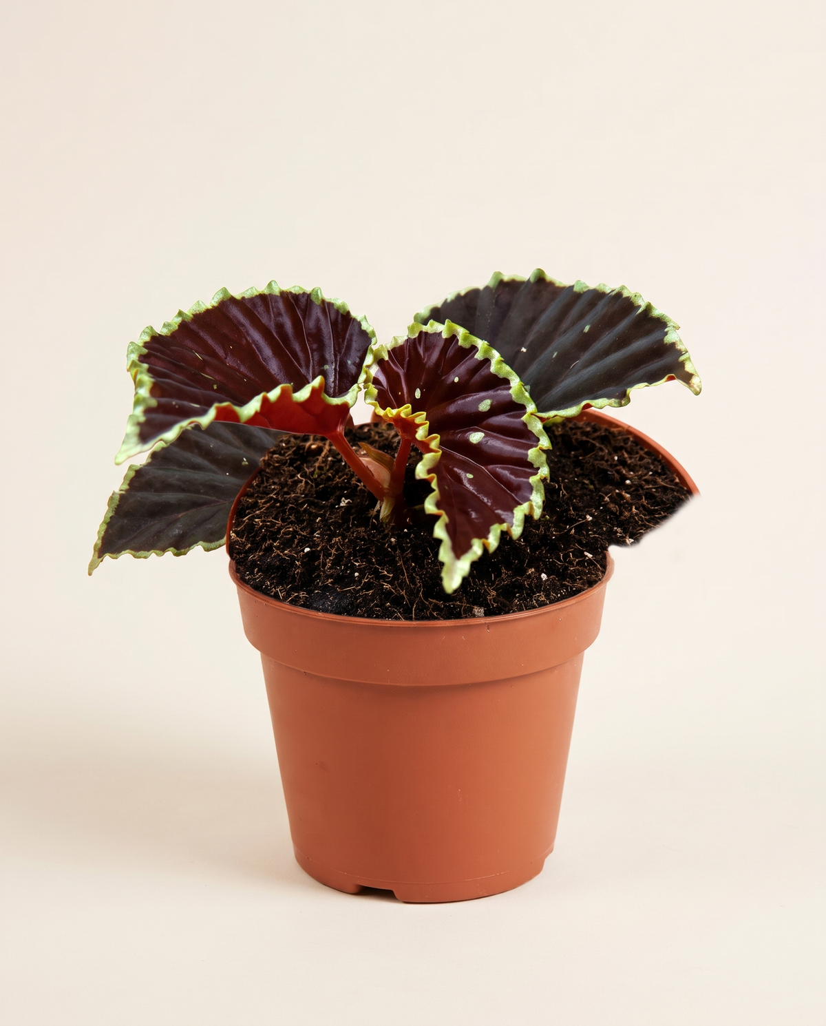 Begonia Darth Vader بيغونيا دارث فيدر