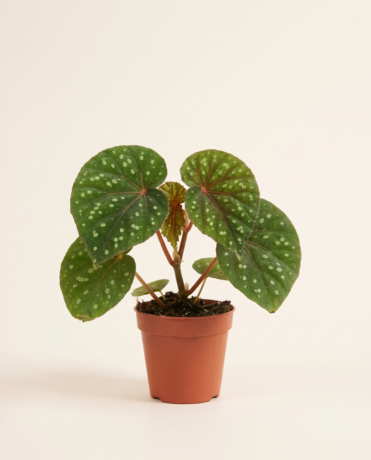 Begonia Shiwanshanensis بيغونيا شيوانشانينسيس
