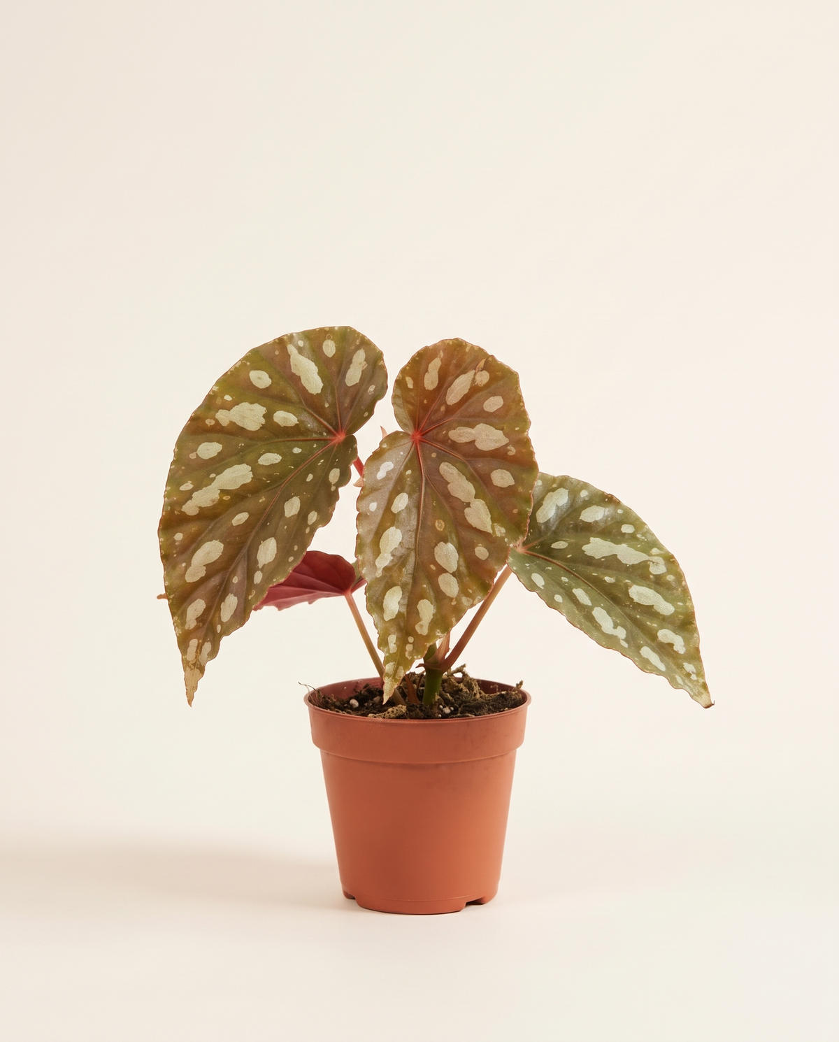 Begonia Sp Kalimantan بيغونيا كاليمانتان