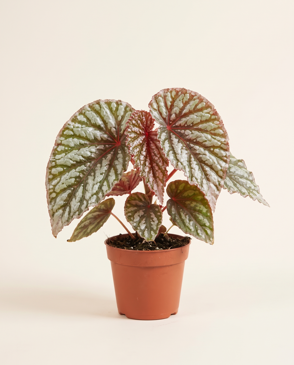 Begonia Vaghar بيغونيا فاغار