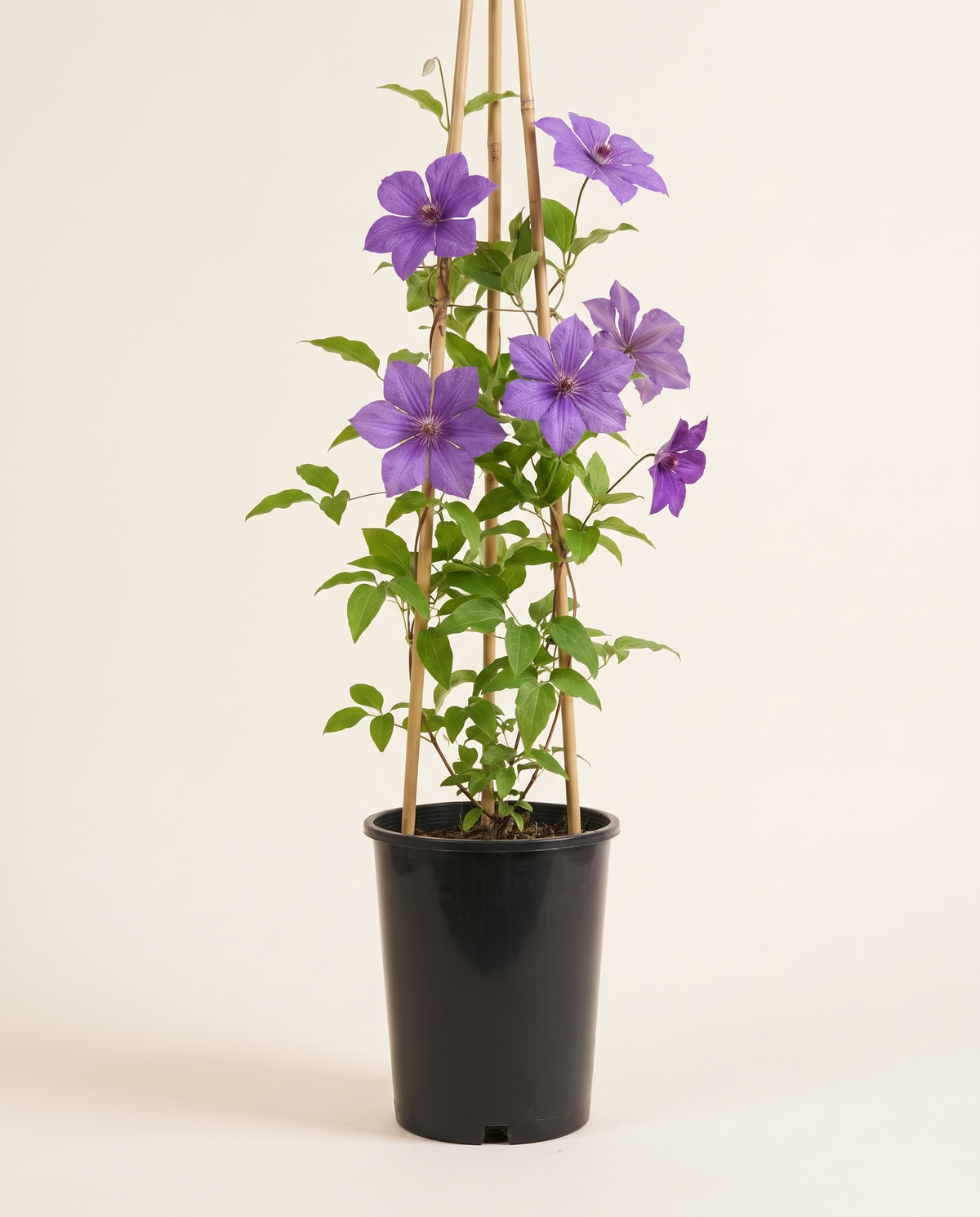 Clematis Jackmanii Purpurea كليماتيس جاكمانيي البنفسجية