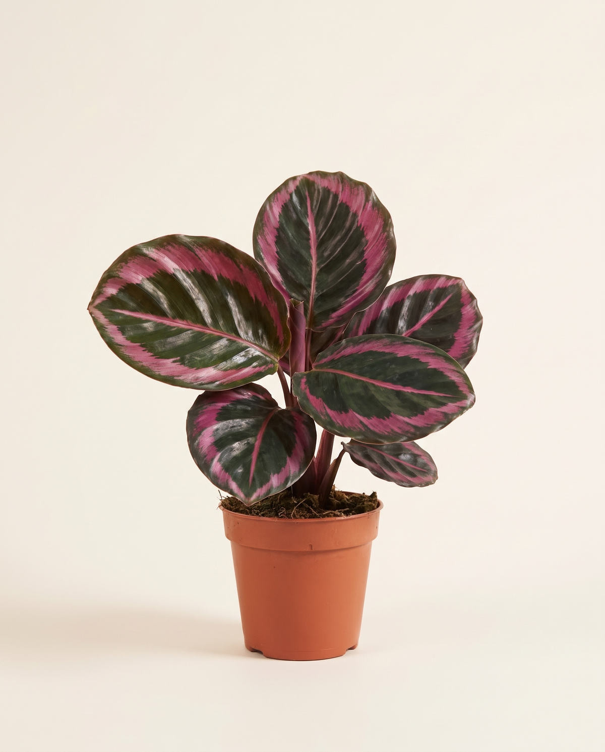 Calathea Surprise Star كالاثيا نجمة المفاجأة