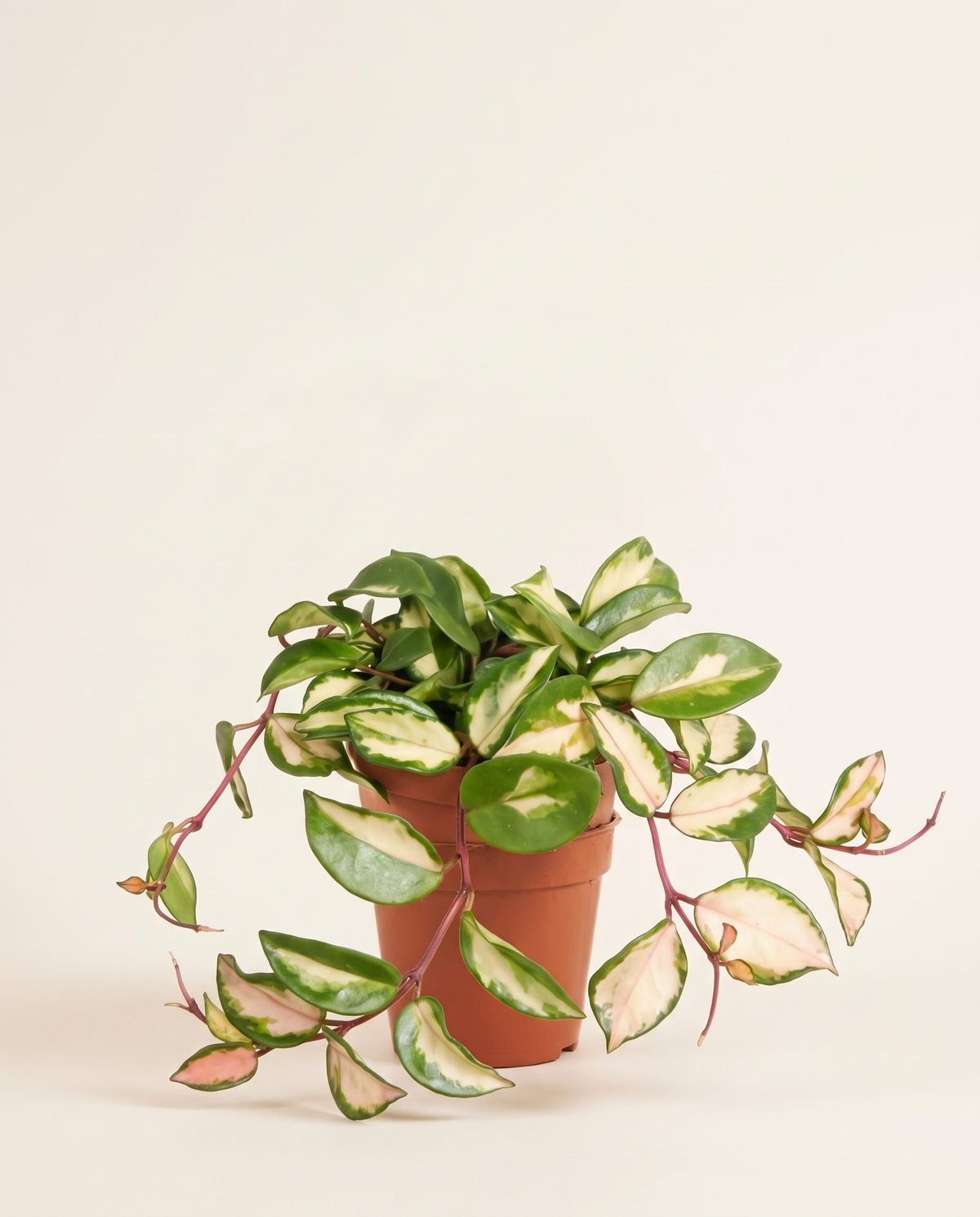 Hoya Carnosa Tricolor - 12/20 هويا كارنوزا ثلاثية الألوان - 12/20