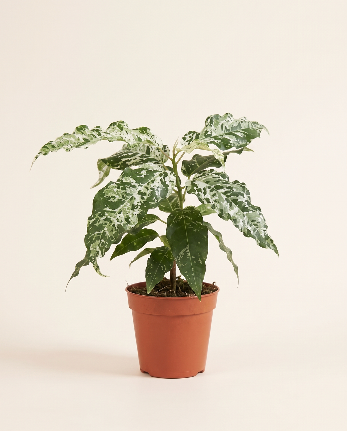 Ficus Snowstorm فيكوس عاصفة الثلج