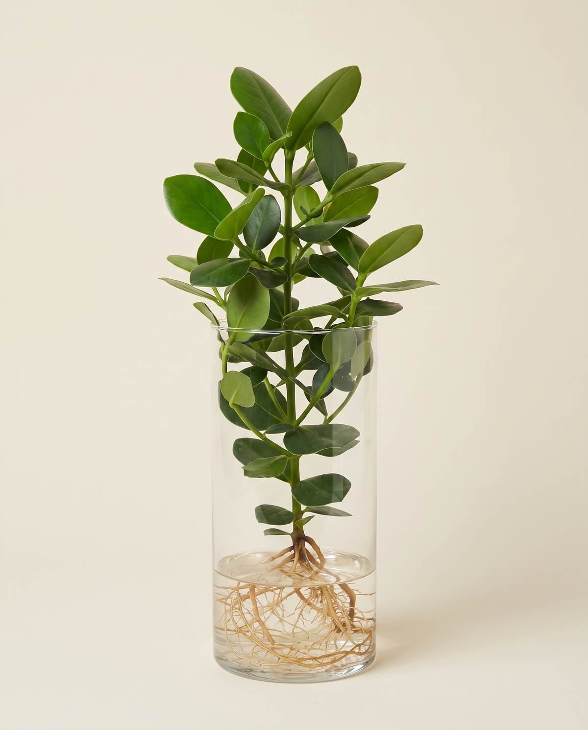 Clusia Plant in Water - 17/55 نبتة كلوسيا في الماء