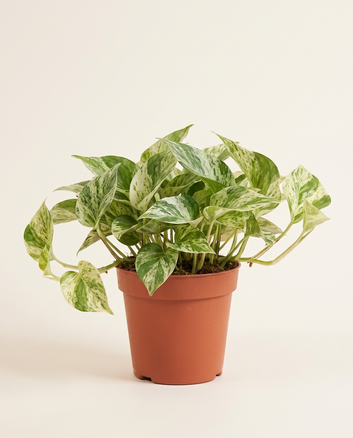 Epipremnum Pinn Happy Leaf إيبيبريمنوم بين هابي ليف