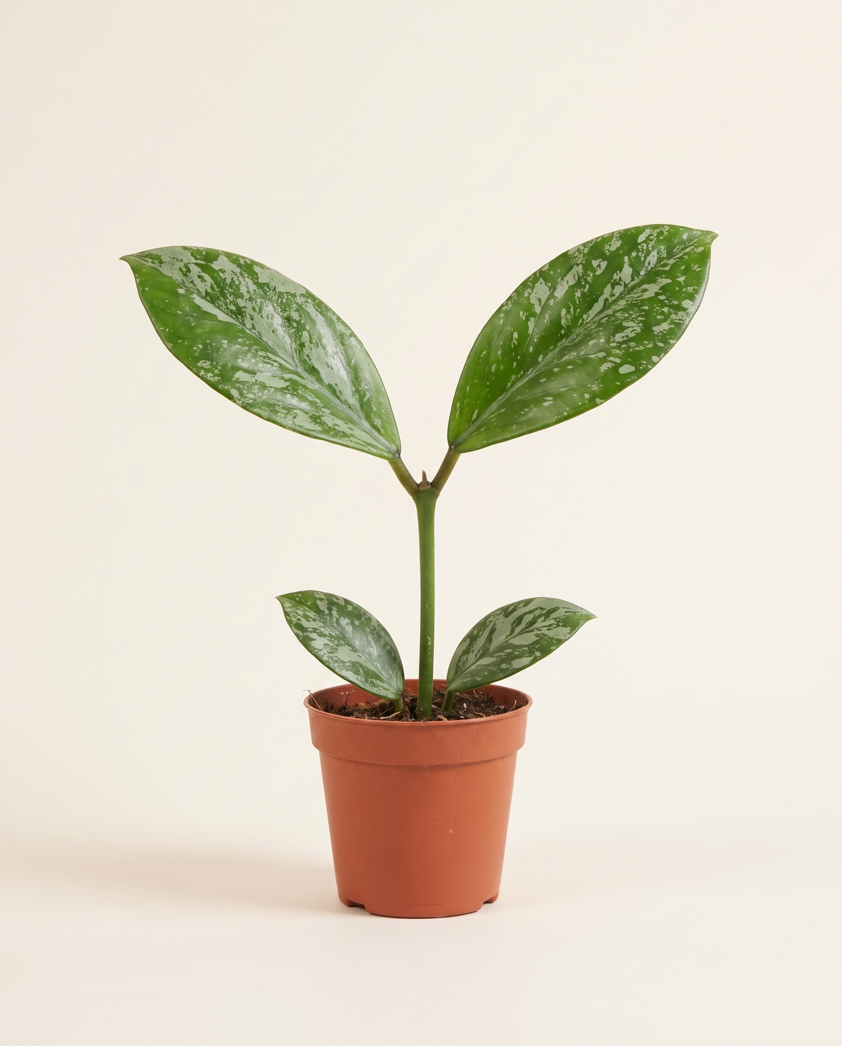 Hoya Coriacea Silver هويا كورياسيا الفضية