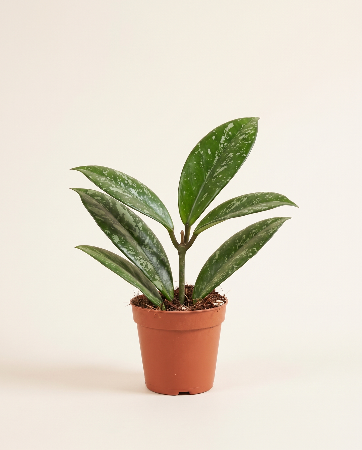 Hoya Crassipetiolata Splash هويا كراسيبيتيولاتا سبلاش