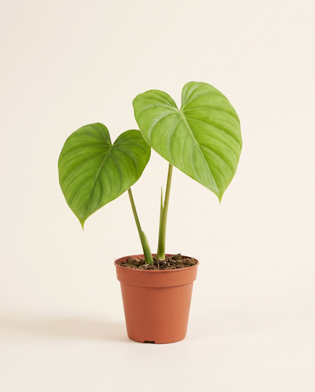 Philodendron 'Pittieri' فيلودندرون بيتيري