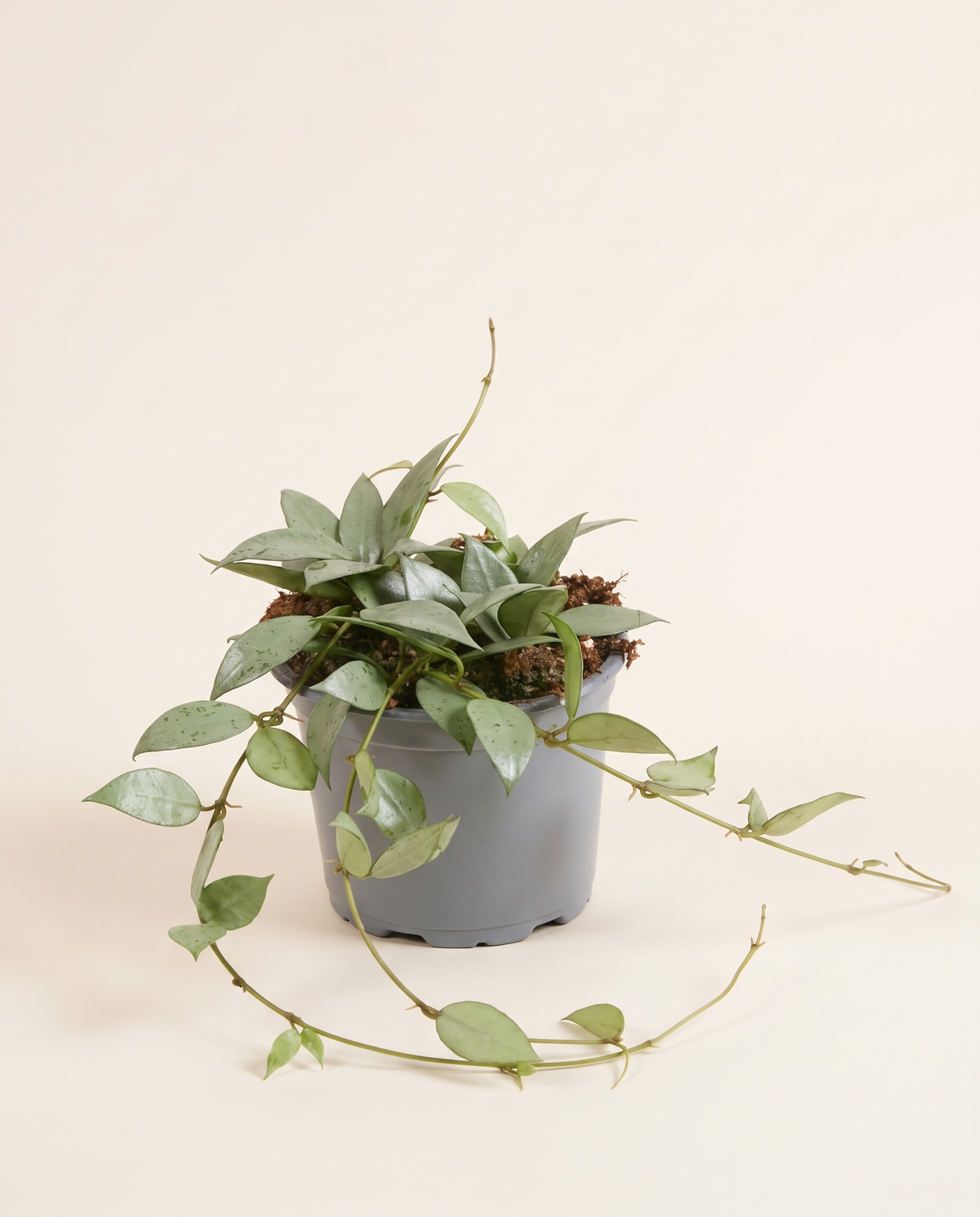 Hoya Lacunosa هويا لاكونوزا