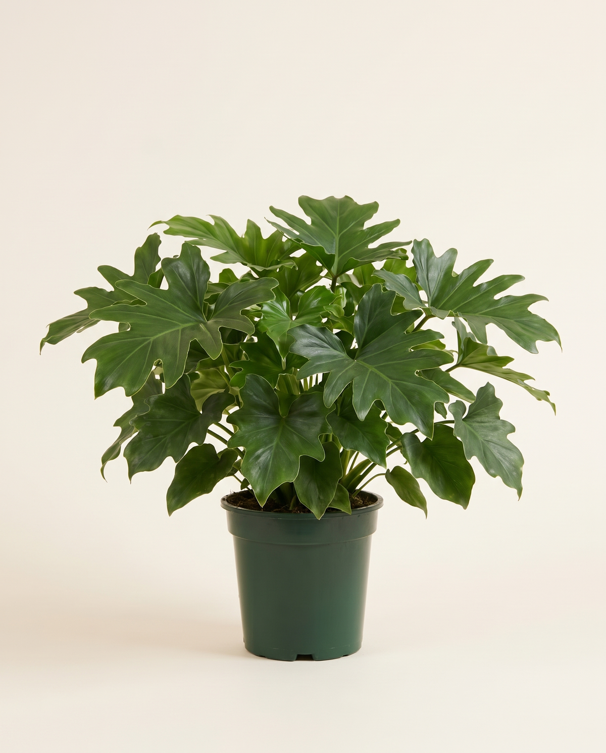 Philodendron 'Little Hope' فيلودندرون الأمل الصغير