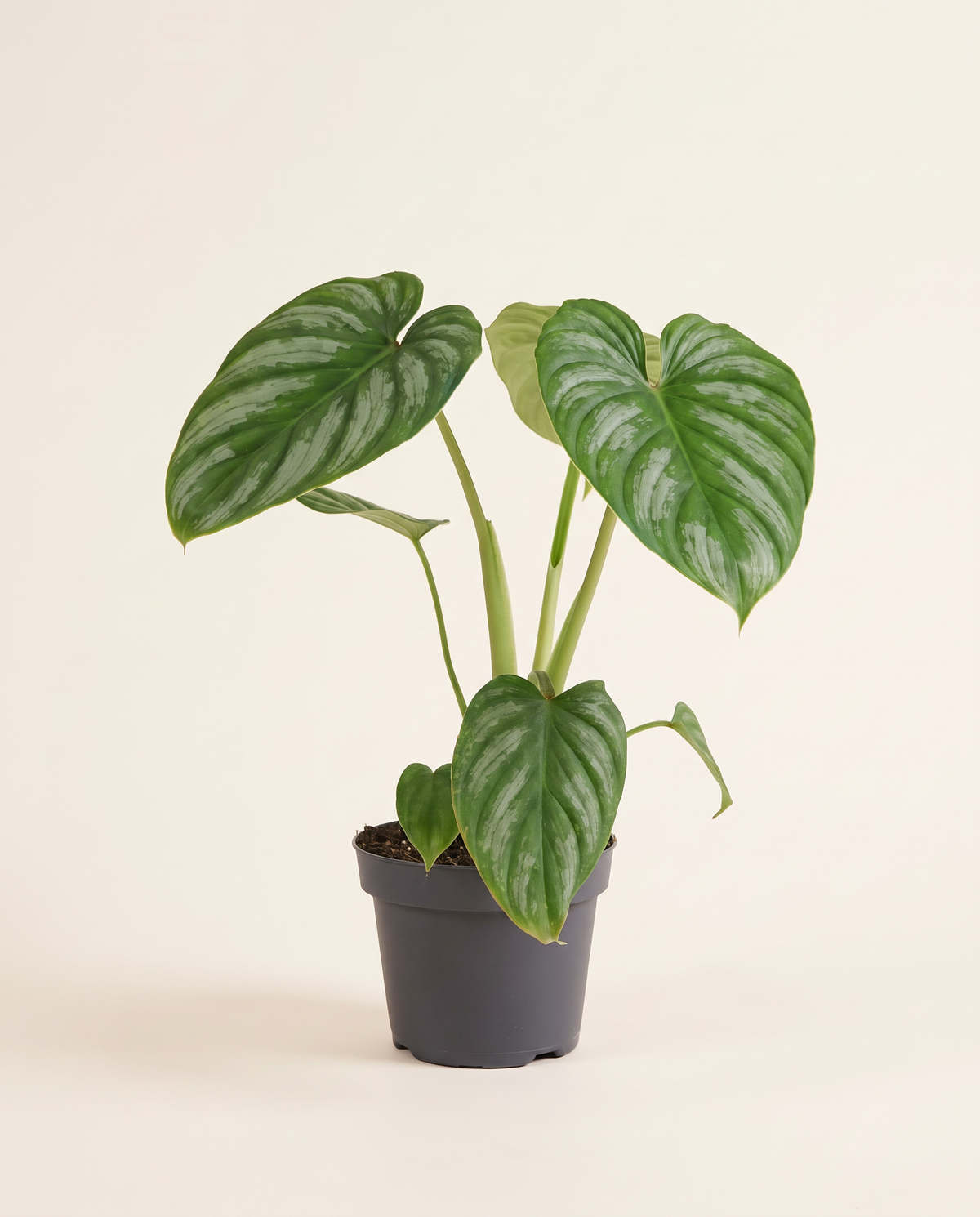 Philodendron 'Mamei' فيلودندرون مامي