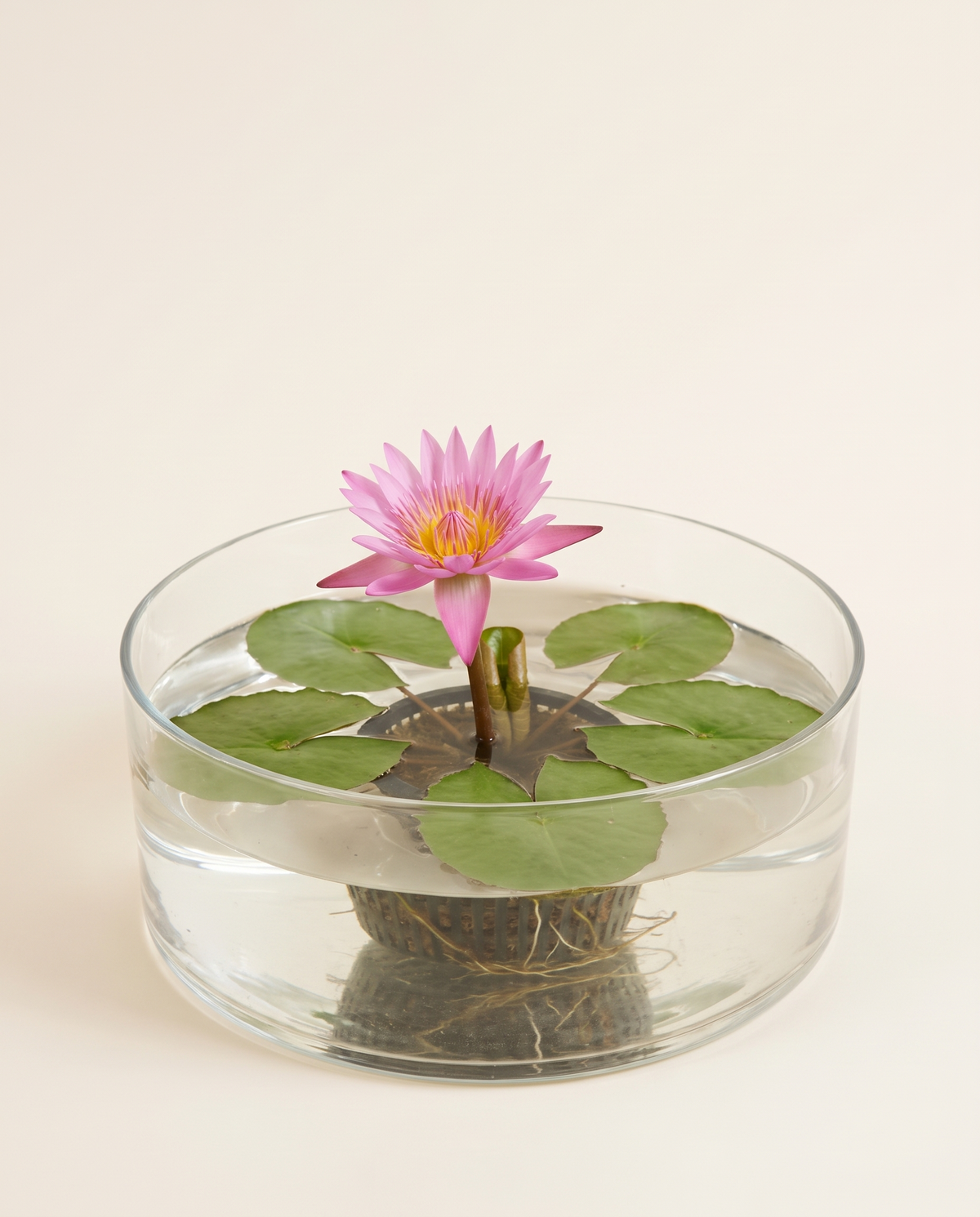 Nymphaea Waterlilies زنبق الماء نيمفايا