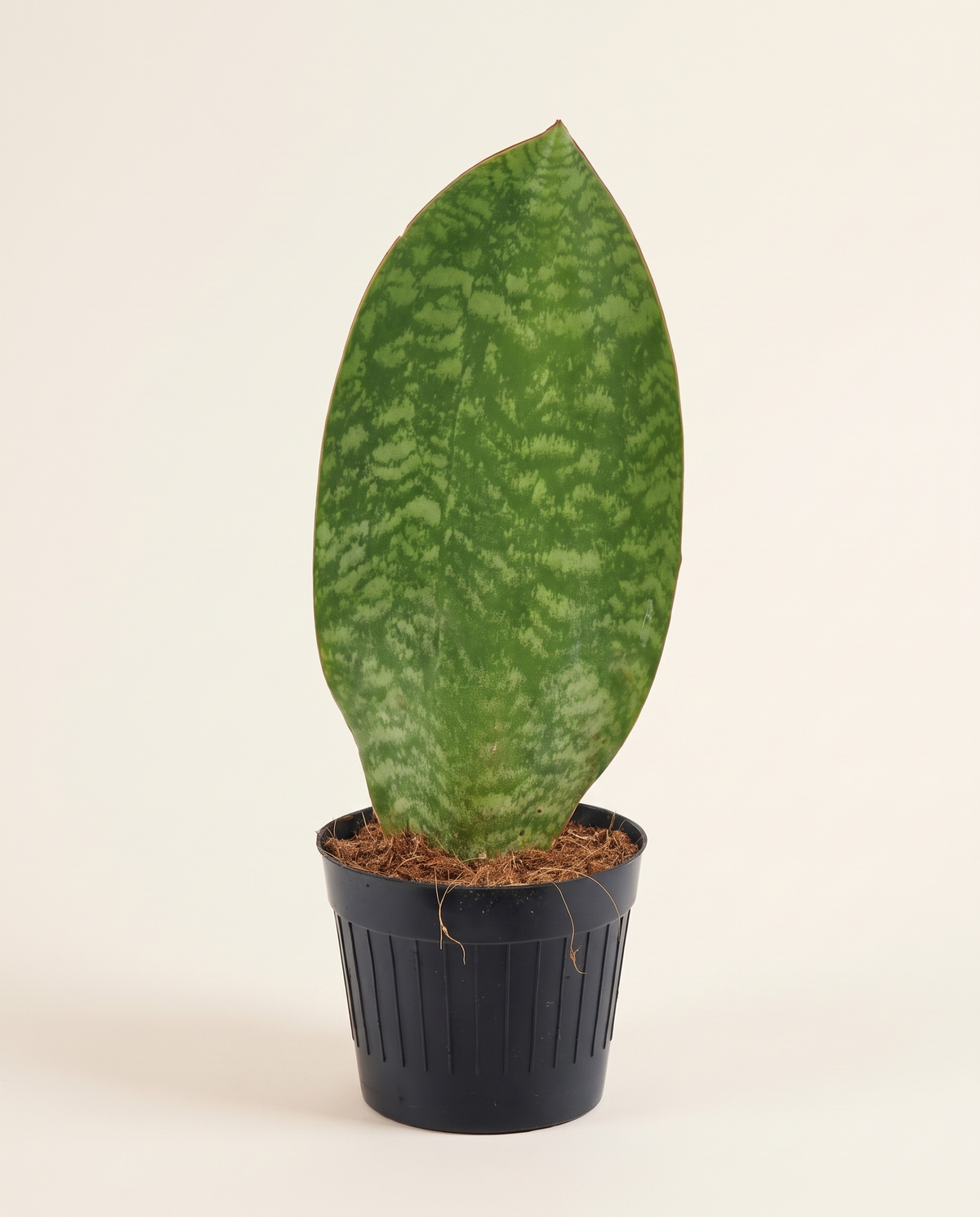 Sansevieria Masoniana