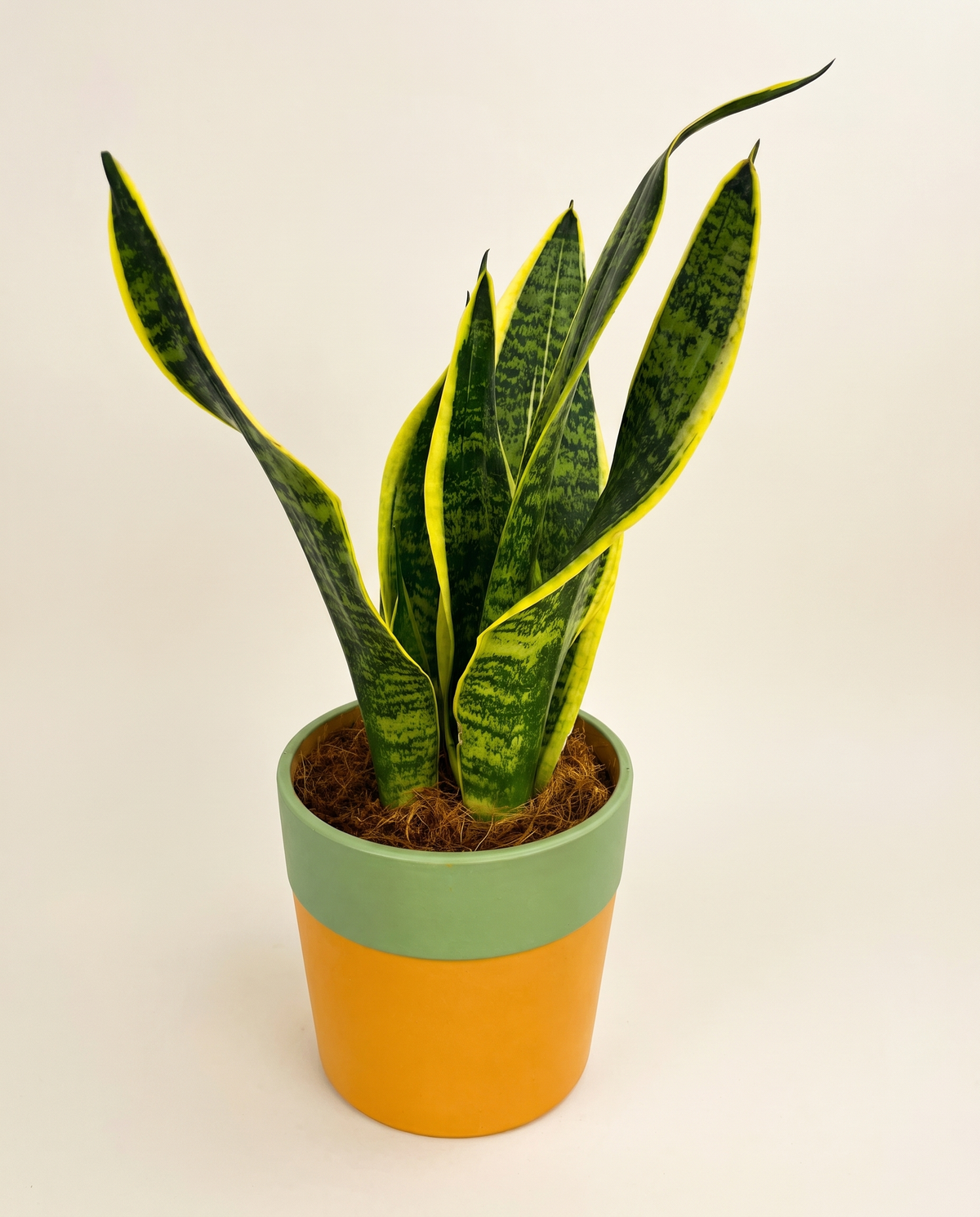 Potted Snake Plant