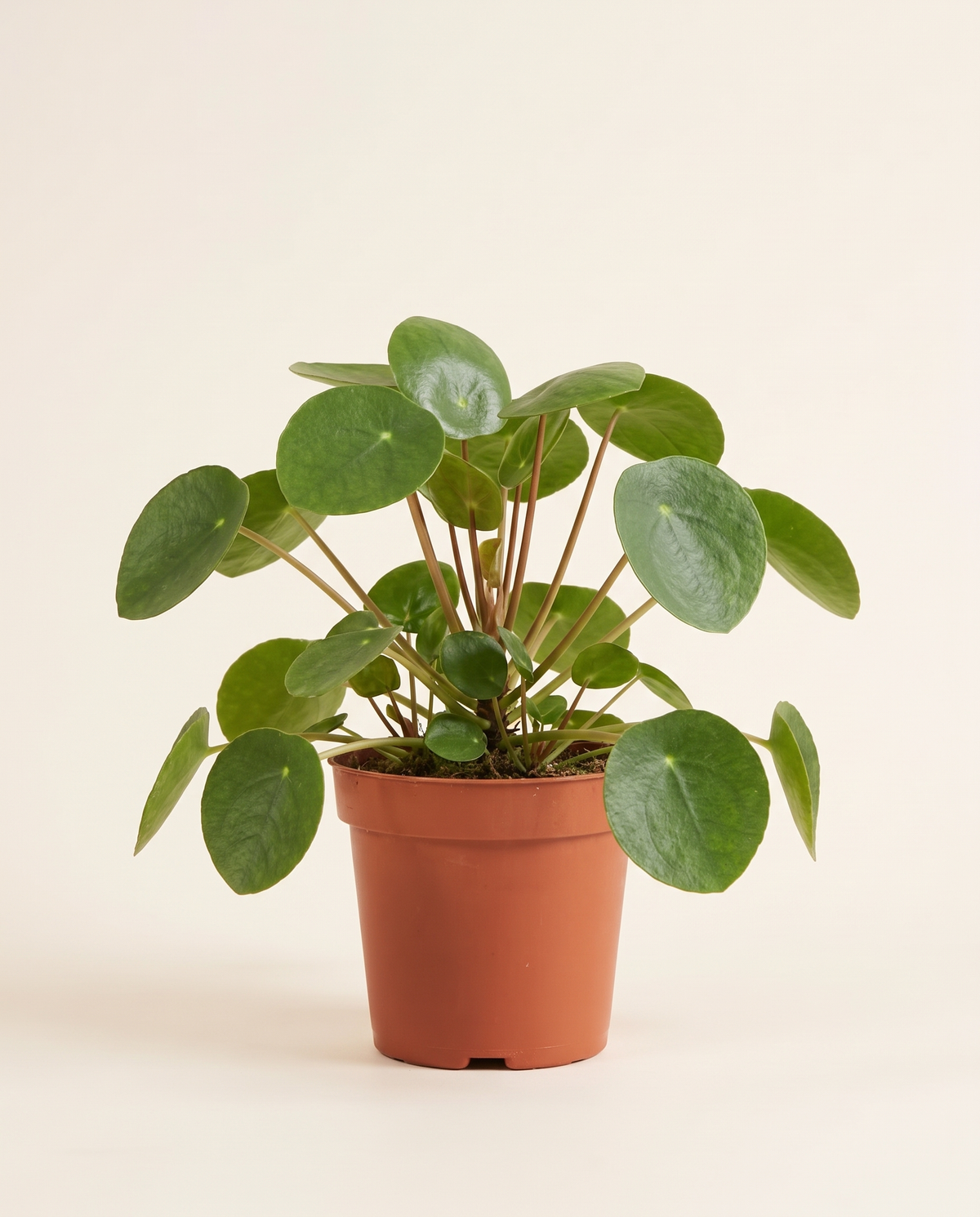 Pilea Peperomoides