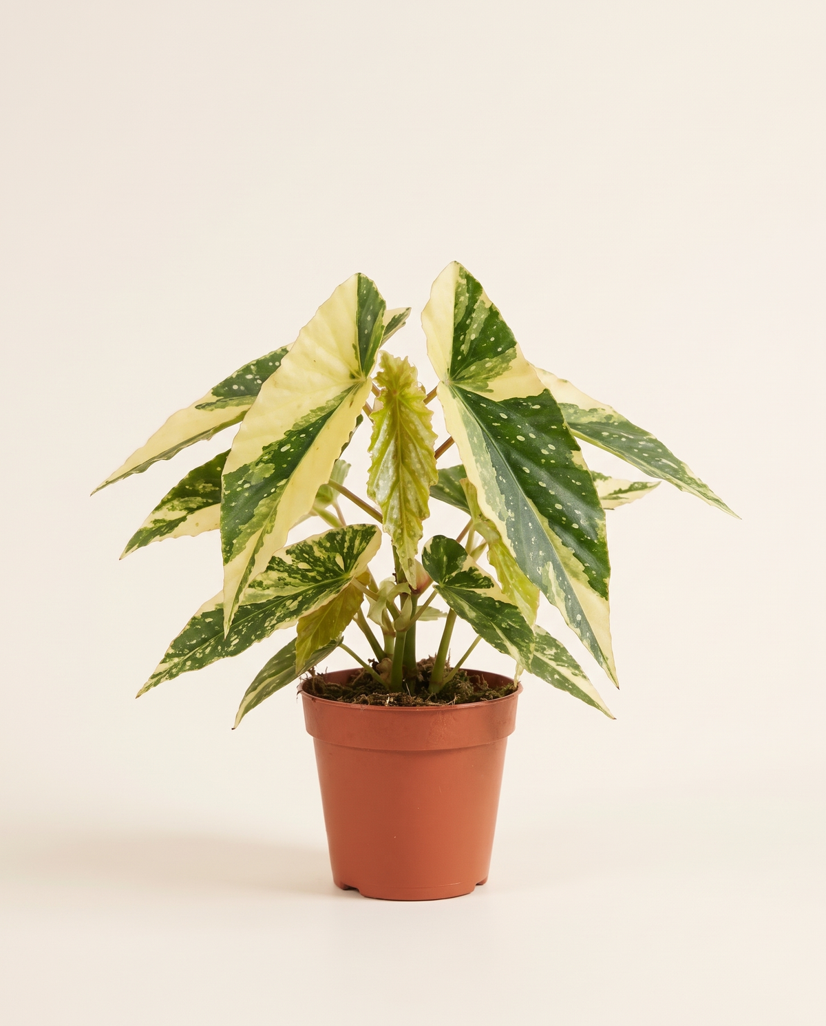 Begonia Dainty Spray Sport Variegated