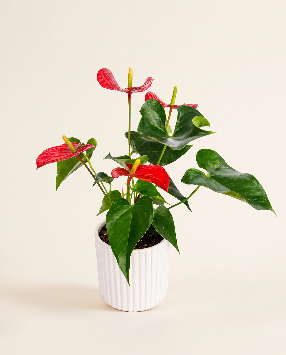Potted Anthurium