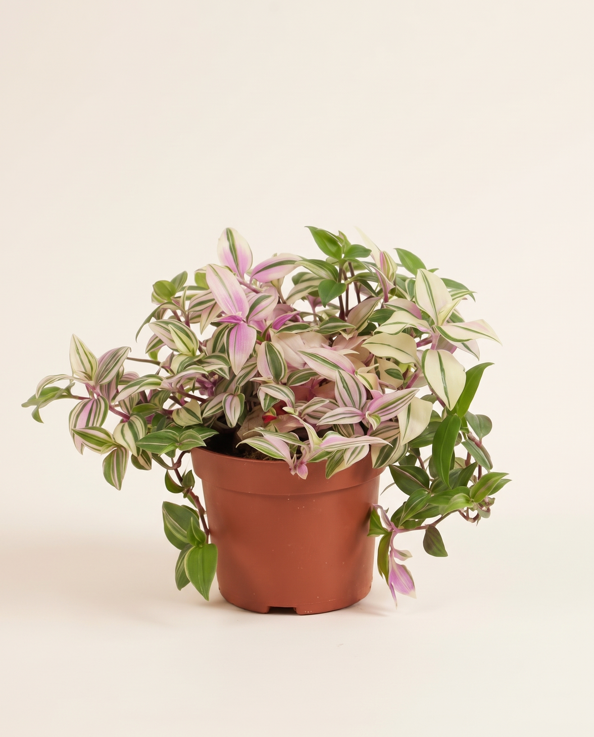 Tradescantia Fluminensis Quadricolor