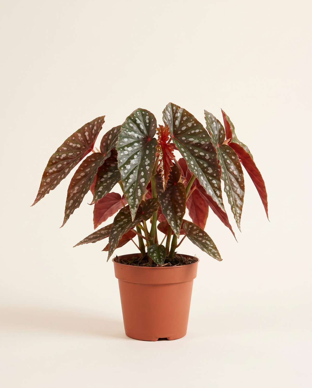 Begonia Fire Fly