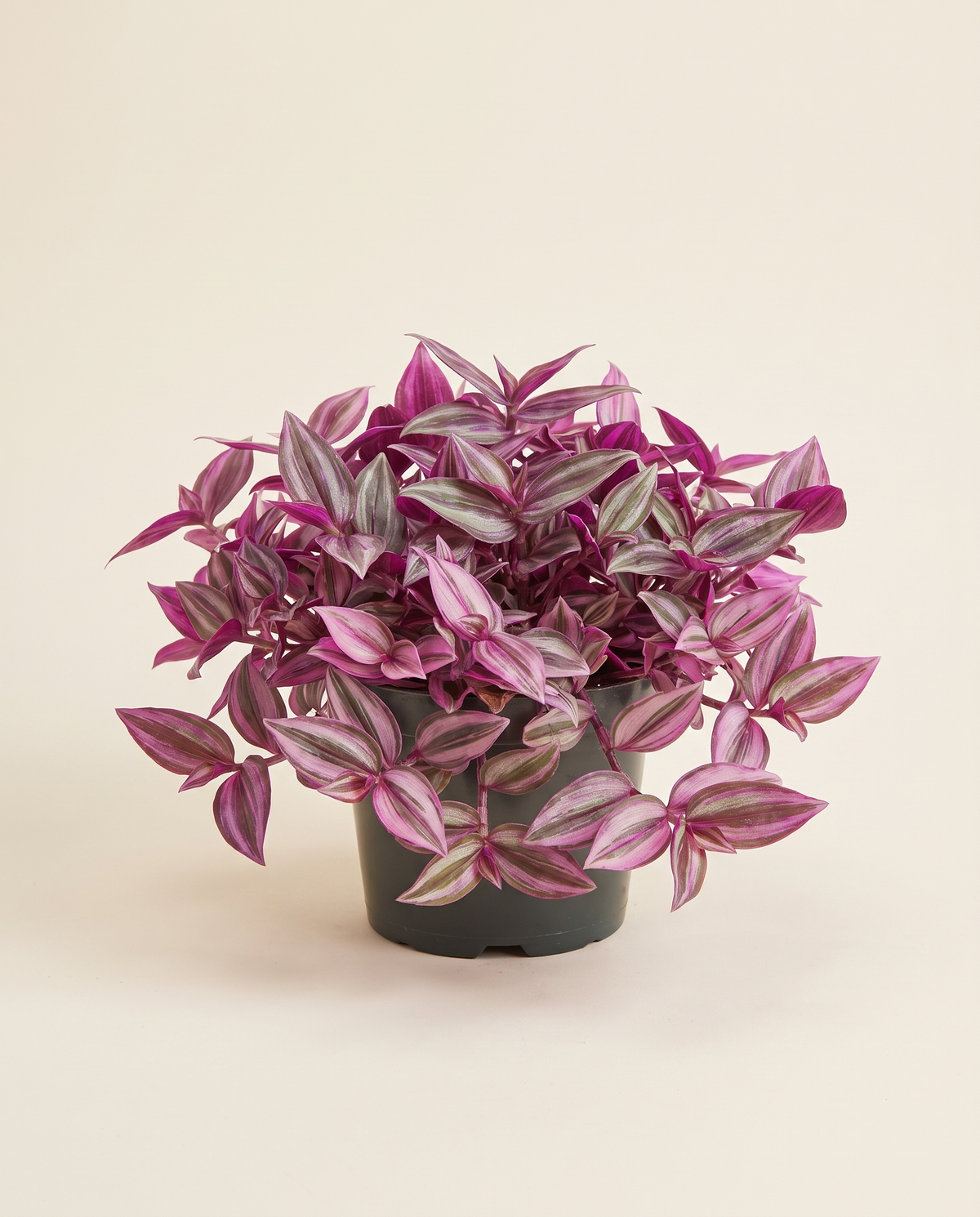 Tradescantia Pink Paradise