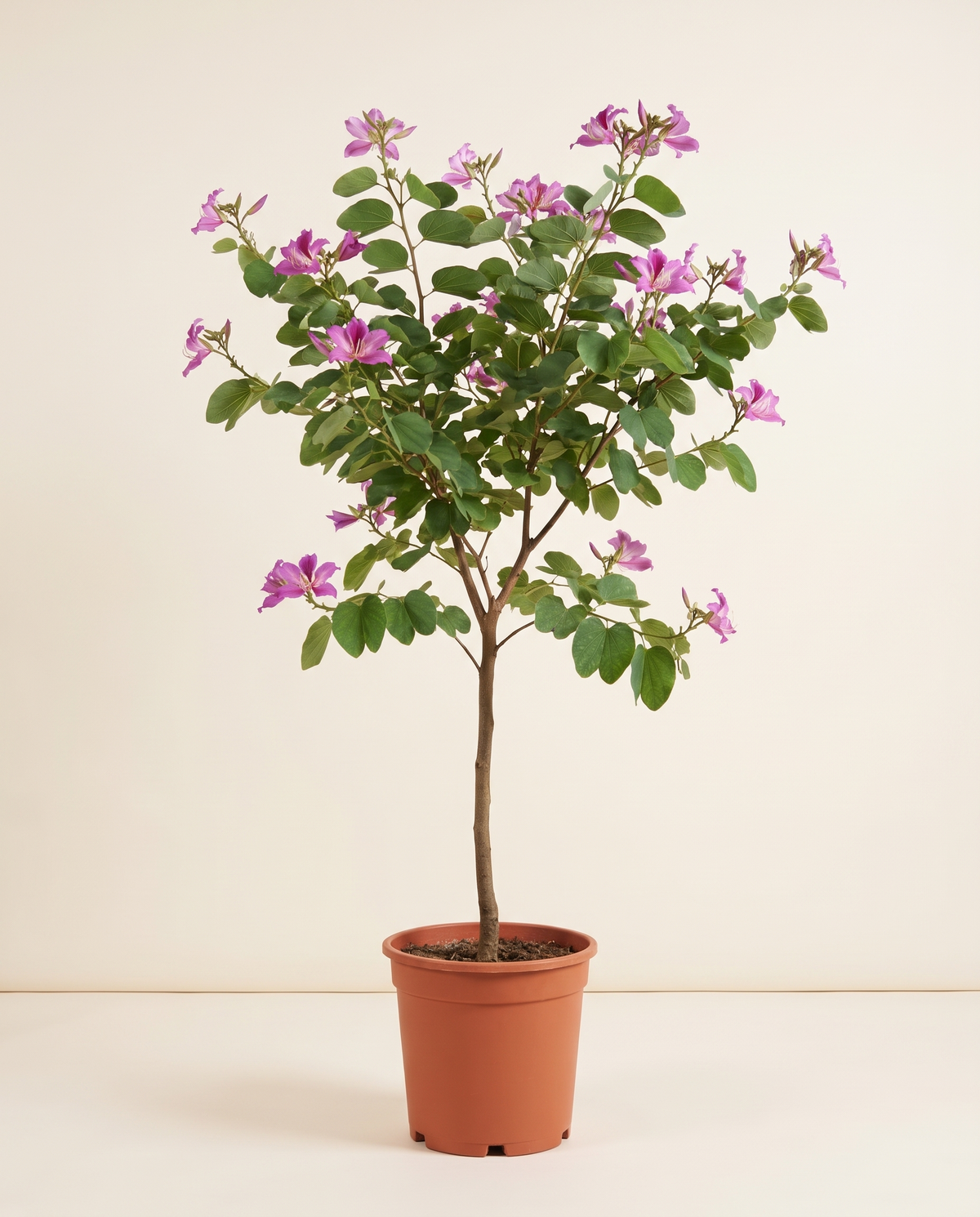 Bauhinia Purpurea