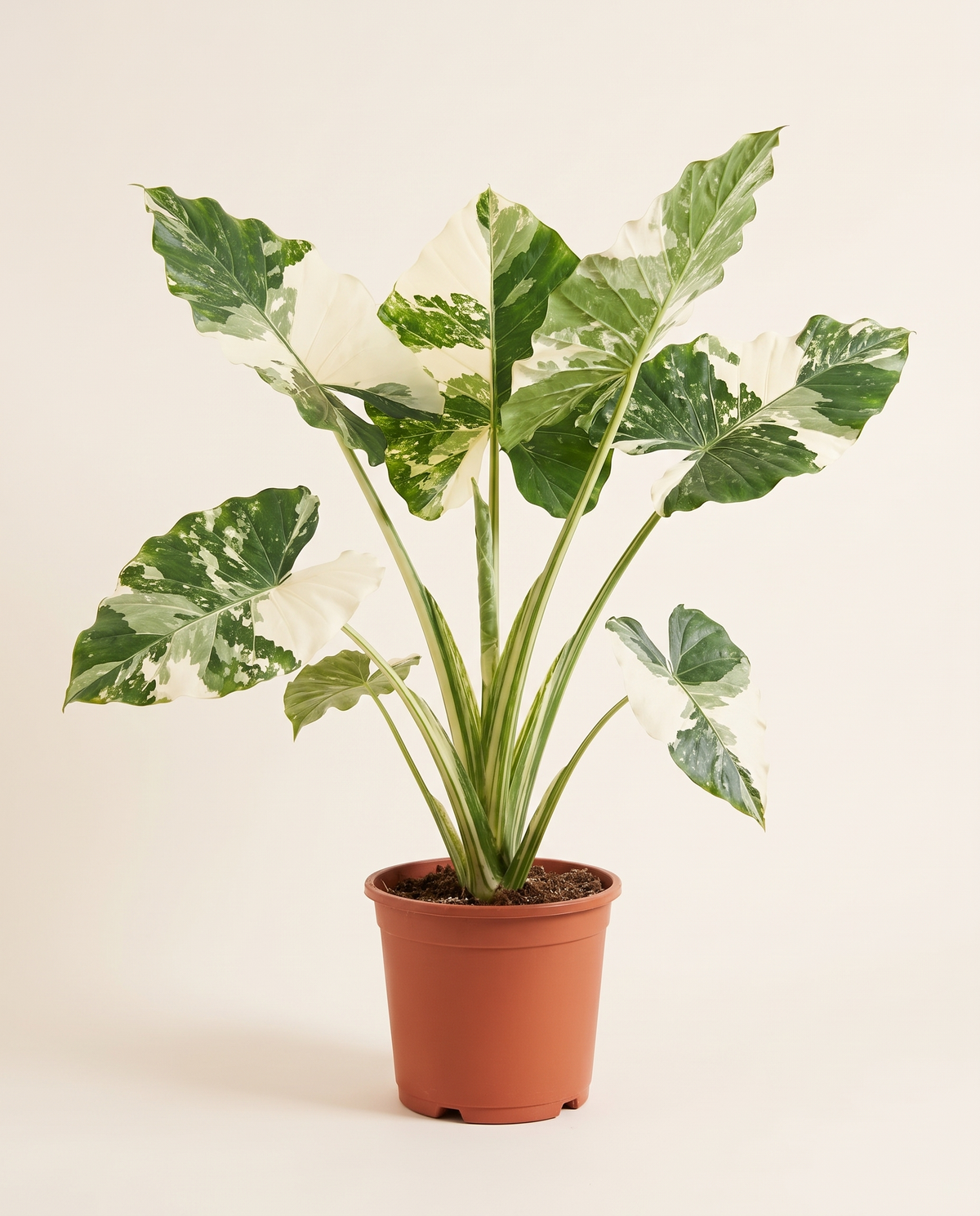 Alocasia Macrorrhizos Variegata