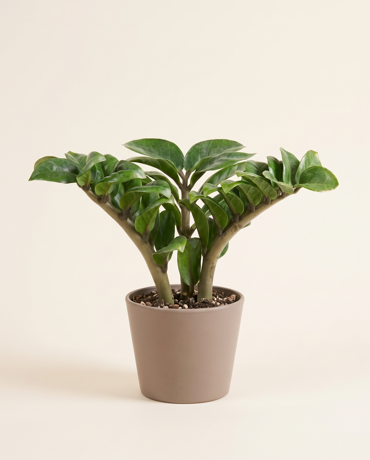Zamioculcas Zenzi