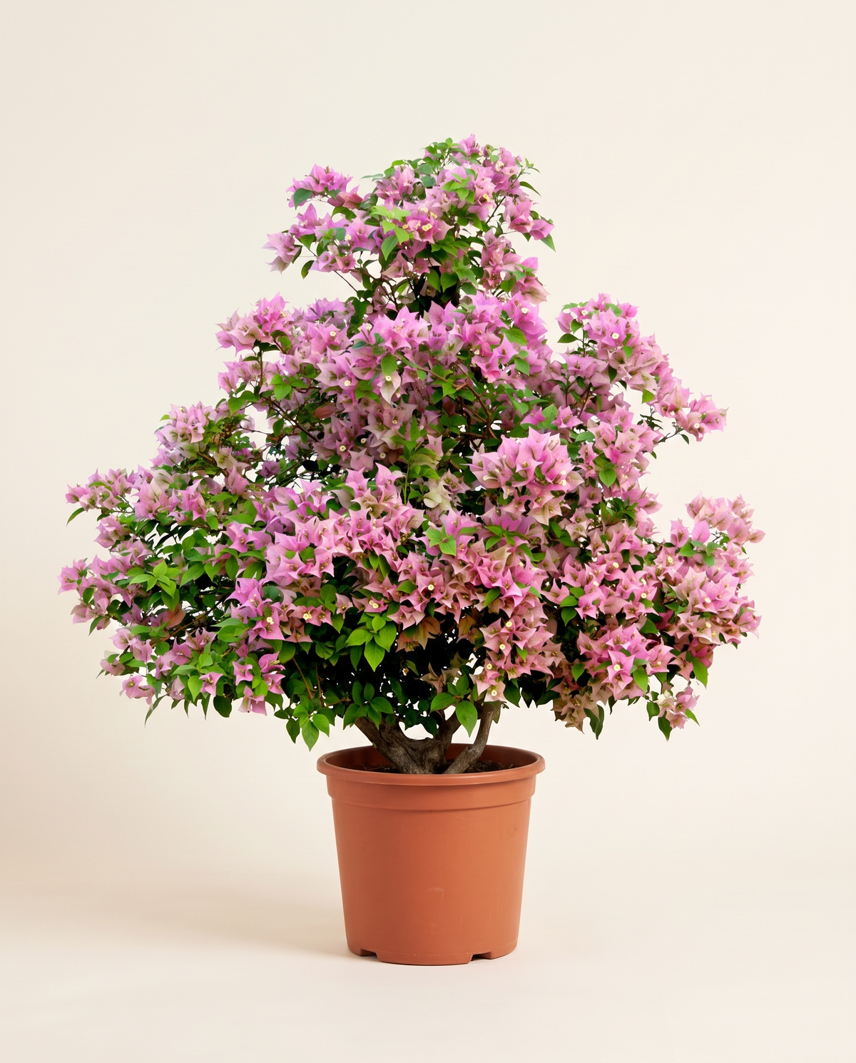 Bougainvillea Como Large
