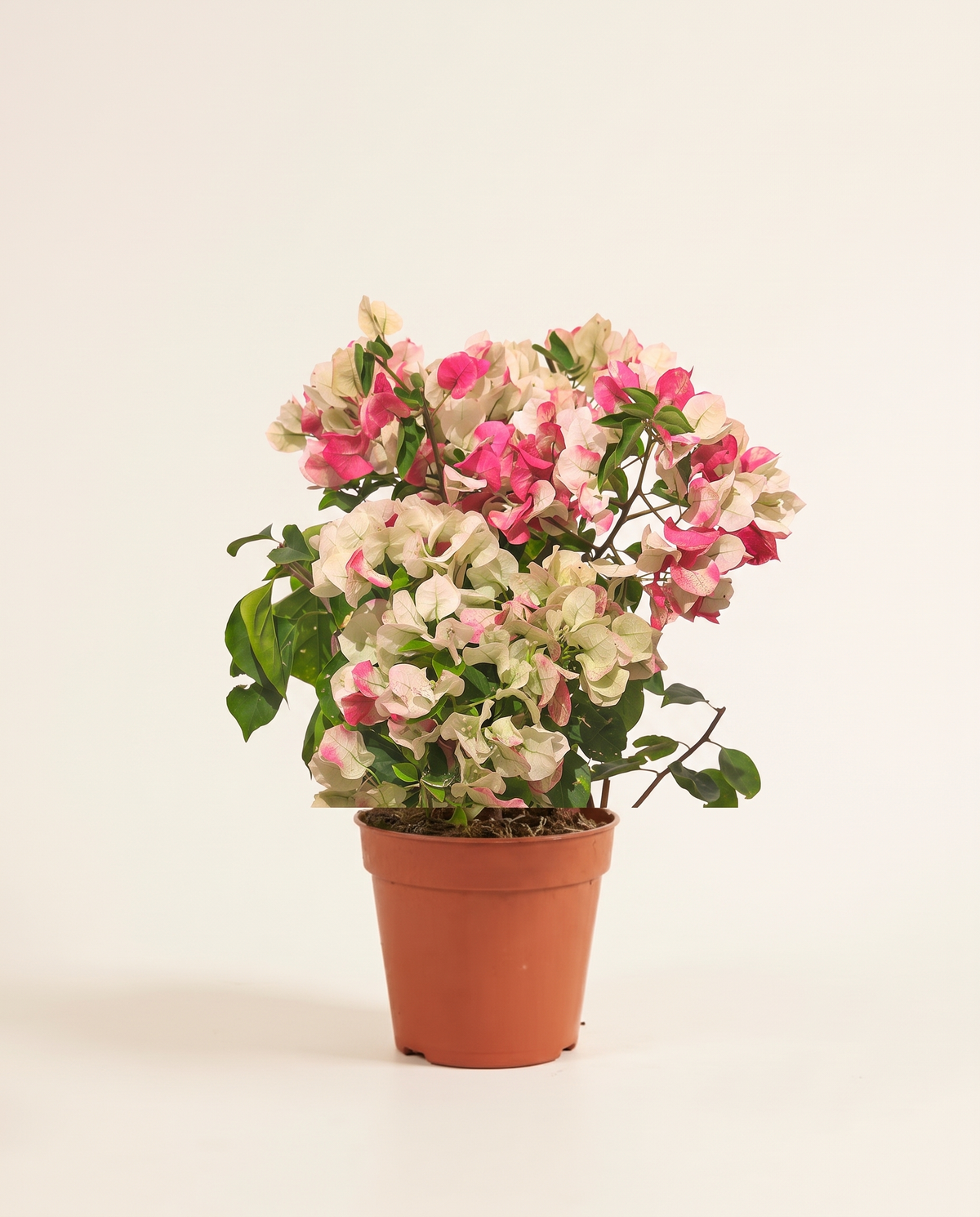 Bougainvillea Tuscany Small