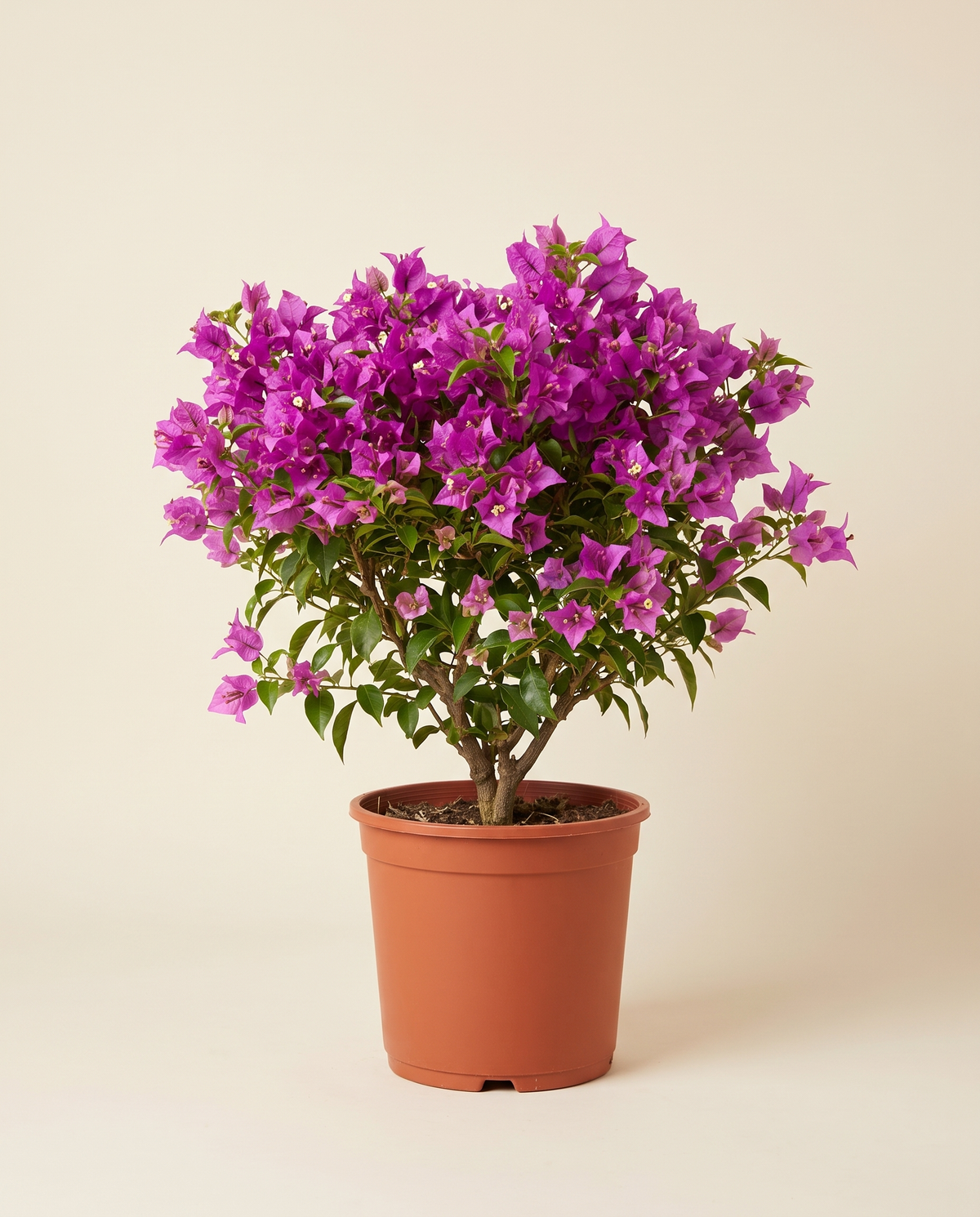 Bougainvillea Como