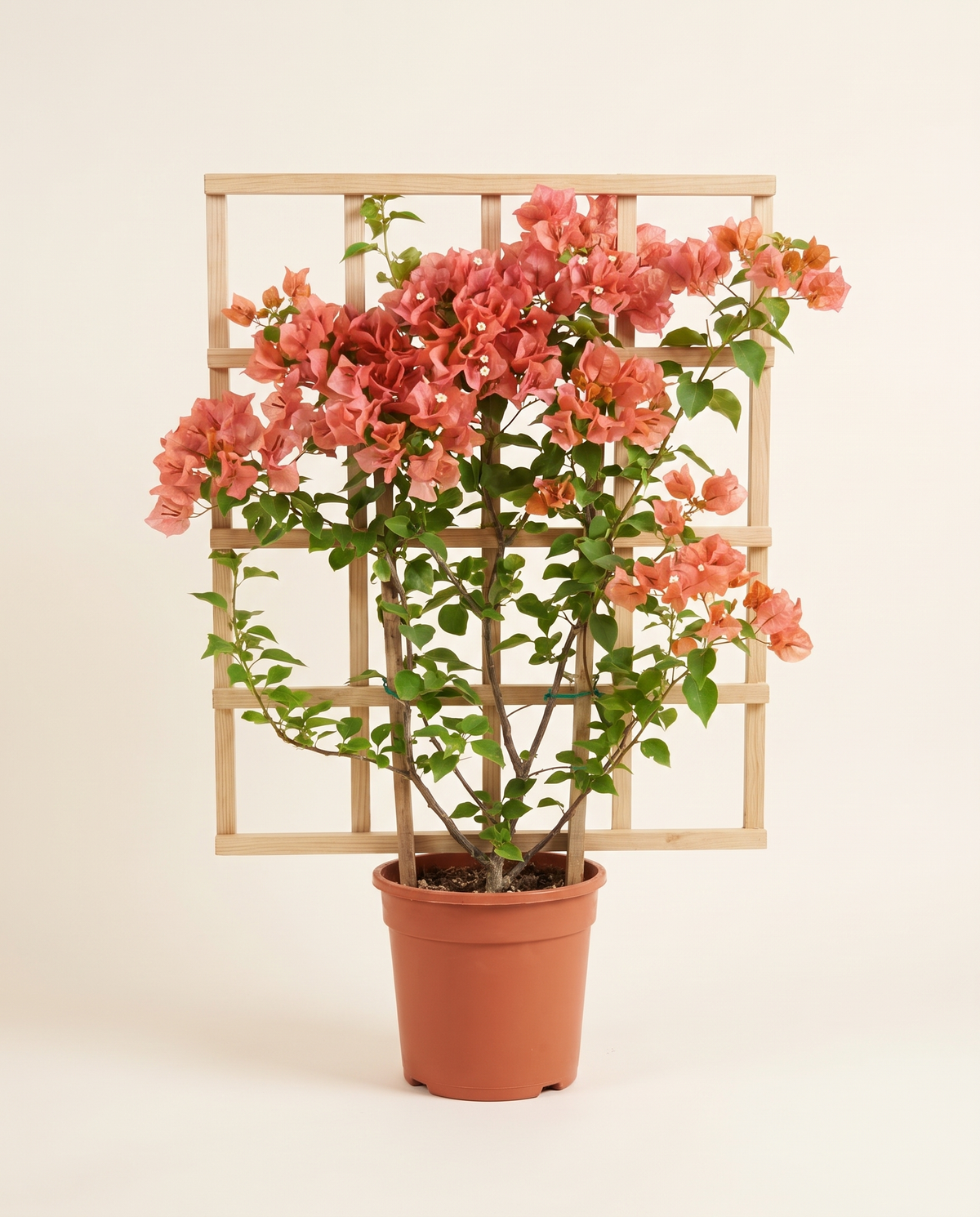 Bougainvillea Catania Trellis