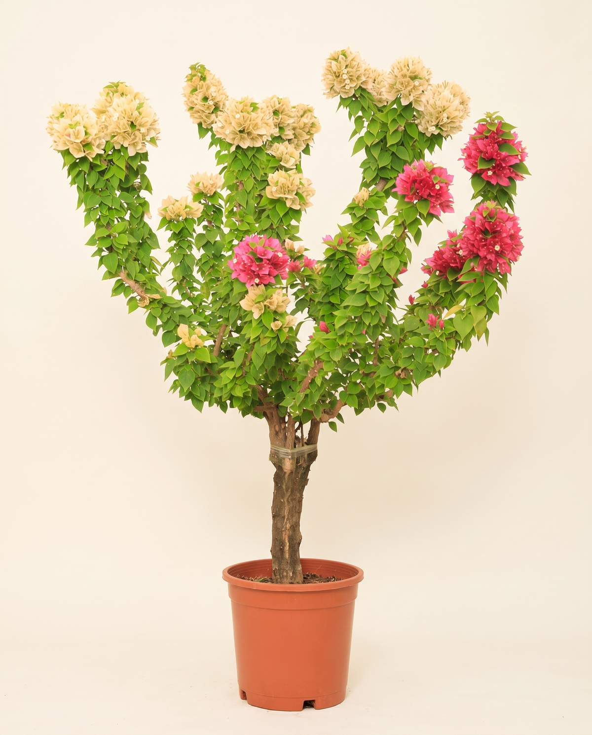 Bougainvillea Catania Standard