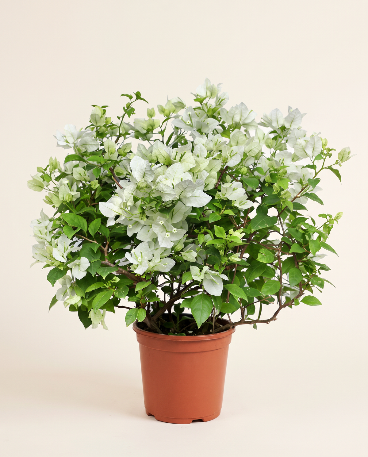 Bougainvillea Roma Bianco