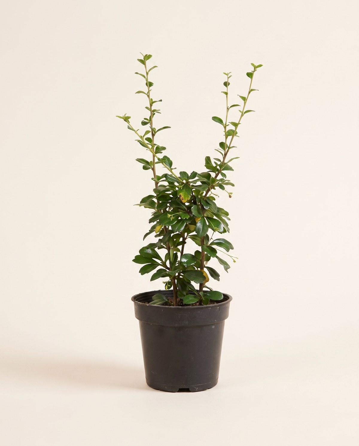 Carmona Microphylla