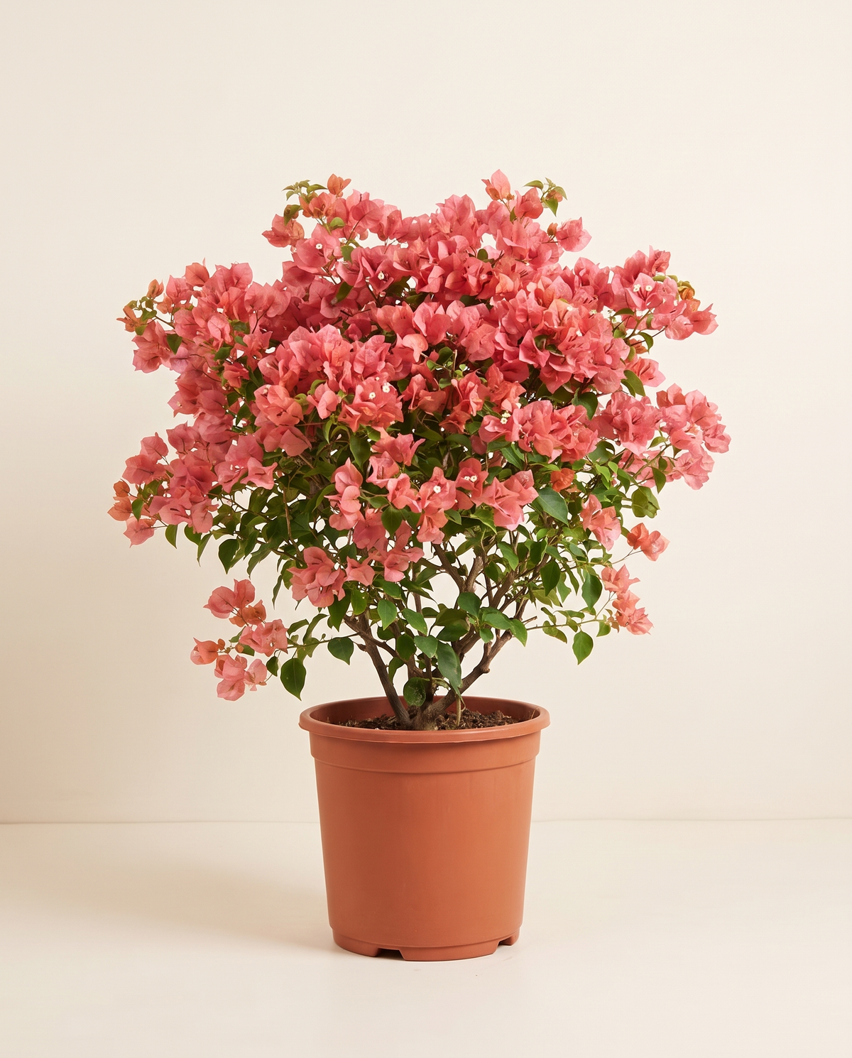 Bougainvillea Catania Large