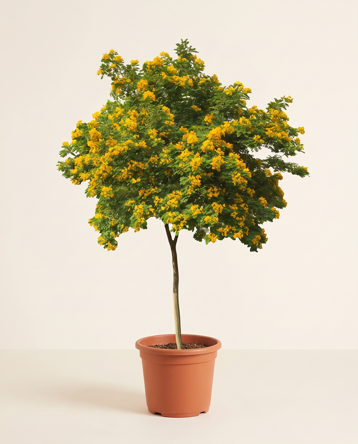 Cassia Surattensis
