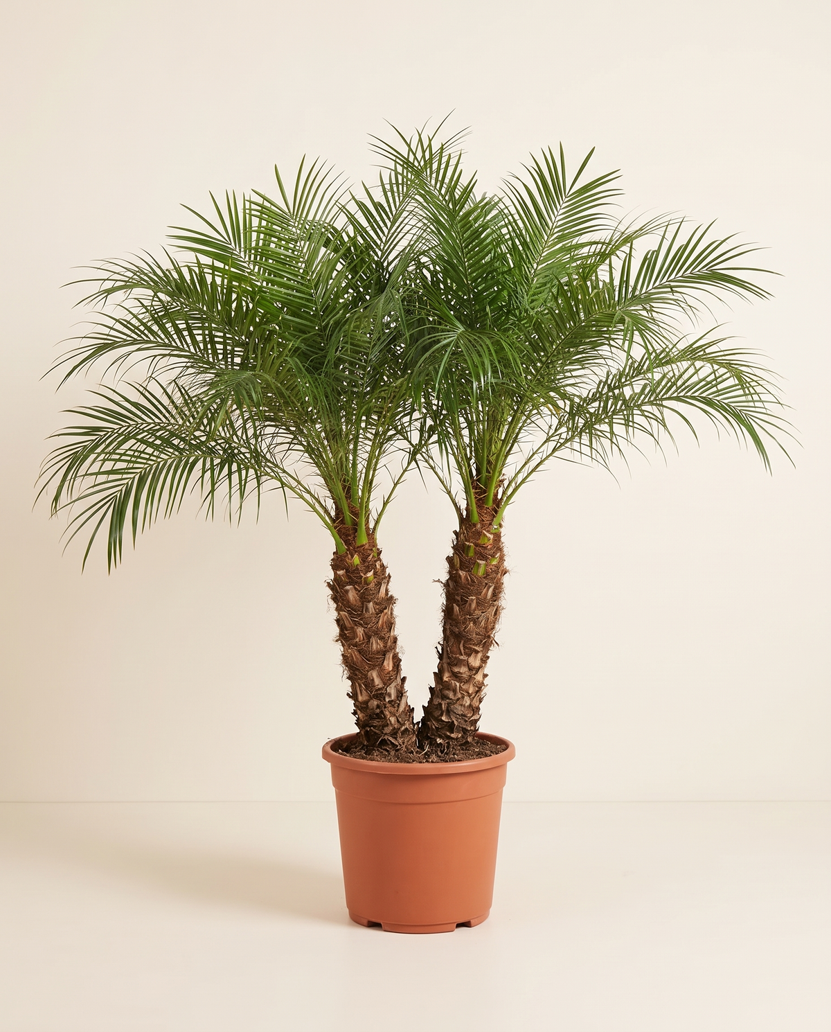 Phoenix Roebelenii Double Trunk