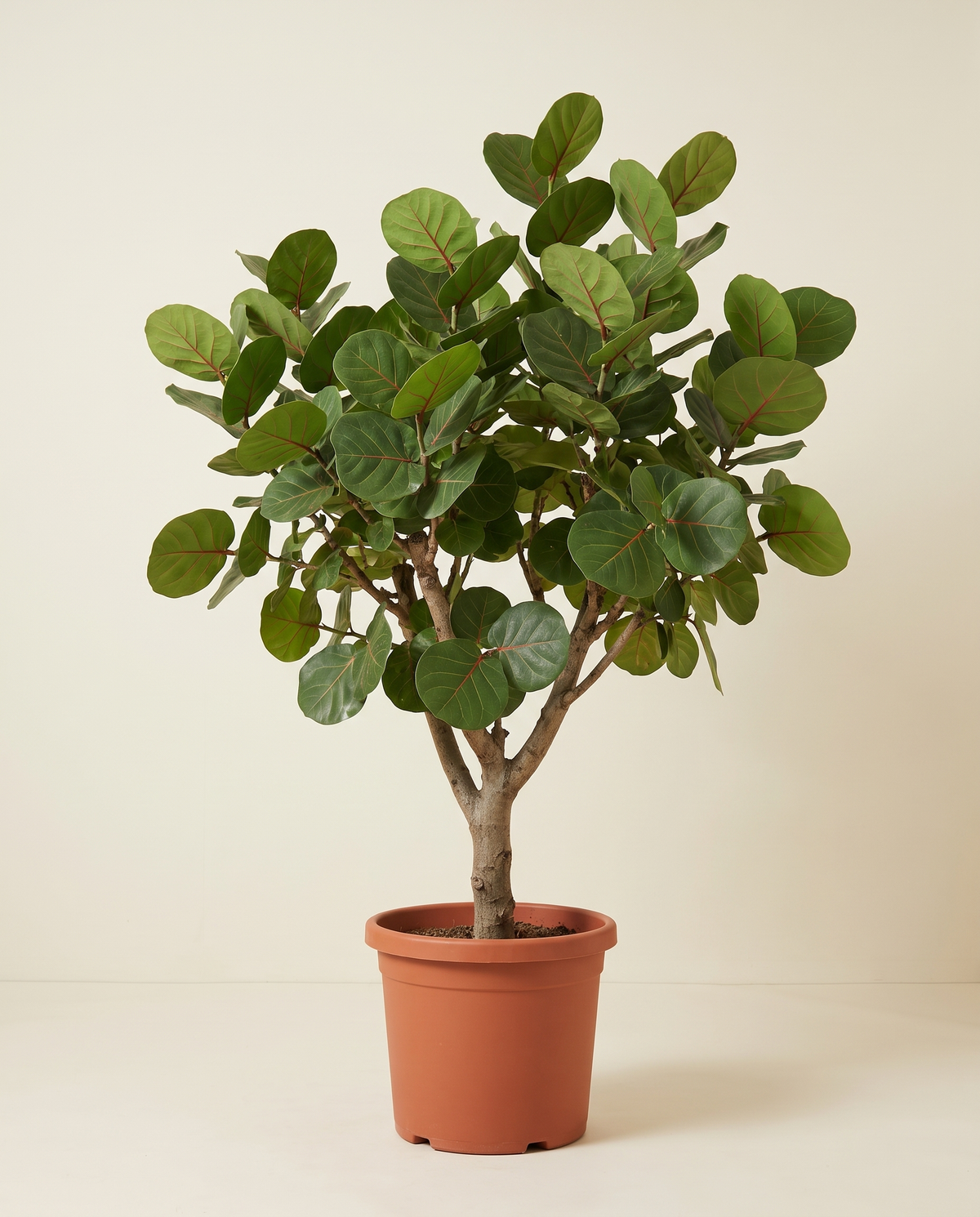 Coccoloba Uvifera 2 Mtr