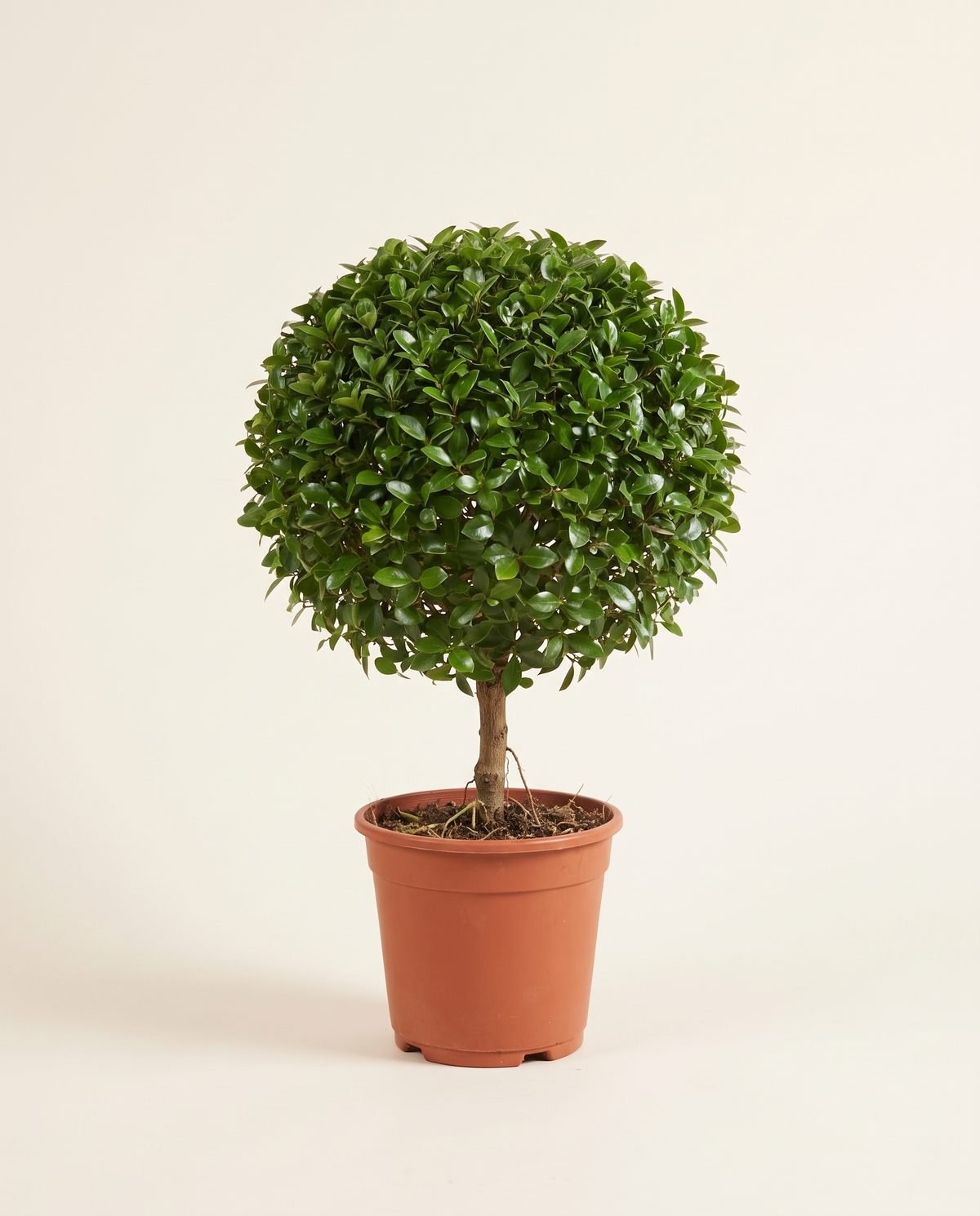 Clerodendrum Inerme Ball Shape