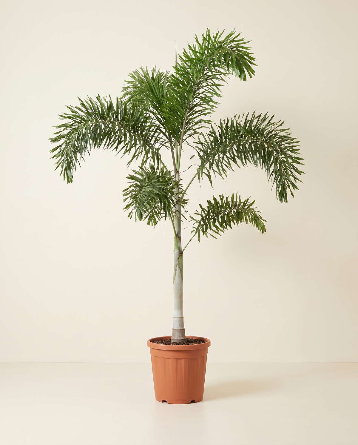 Wodyetia Bifurcata Foxtail Palm 1 Mtr