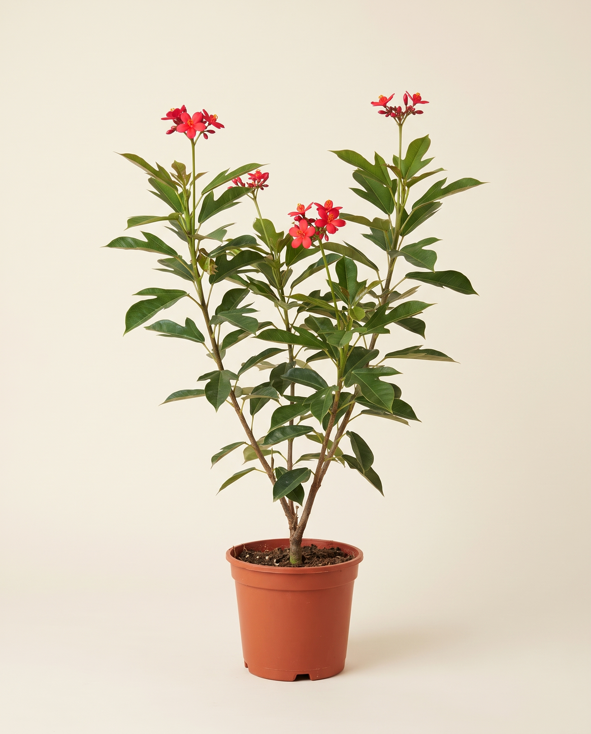 Jatropha Integerrima - Red