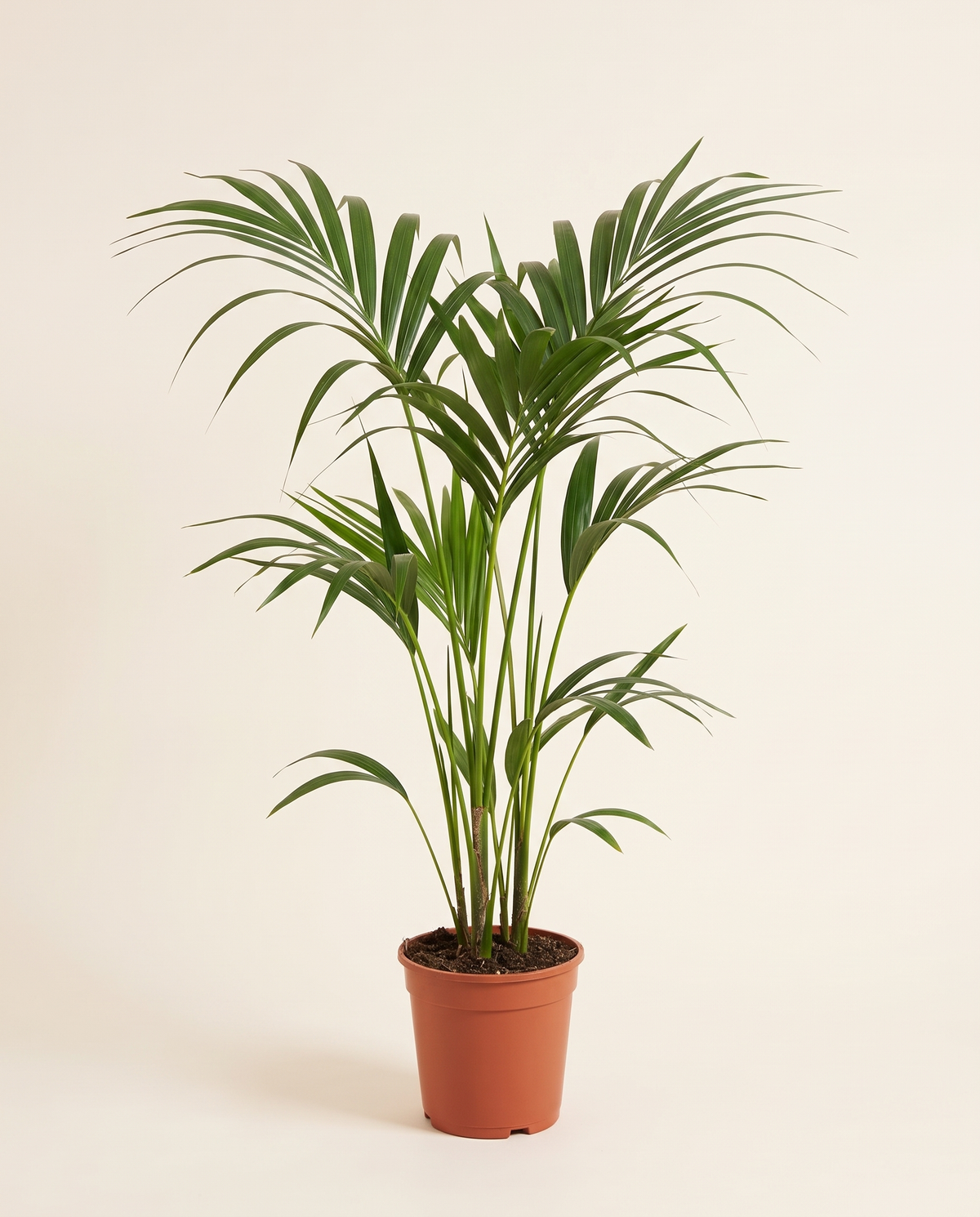 Howea Forsteriana