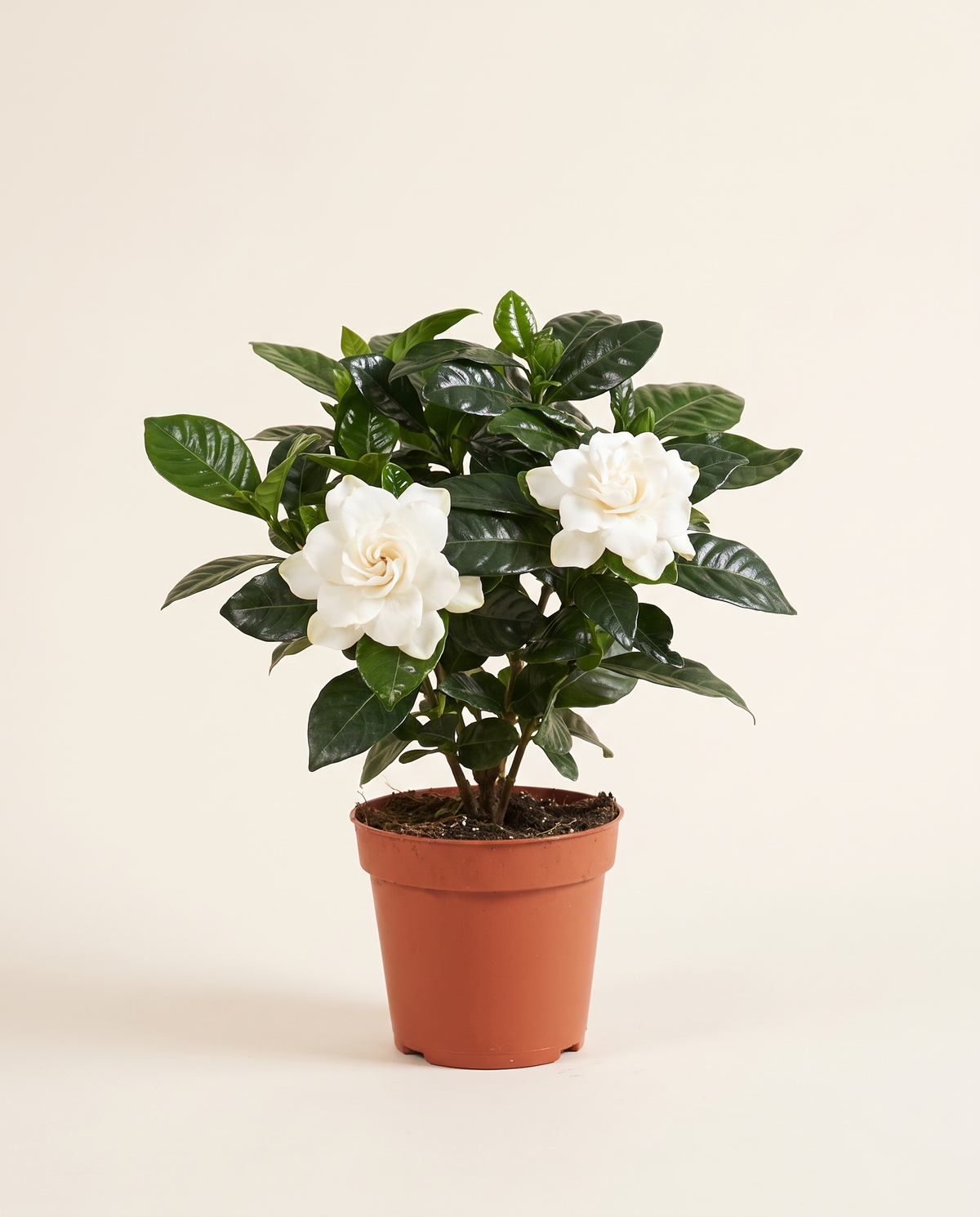 Gardenia Jasminodes