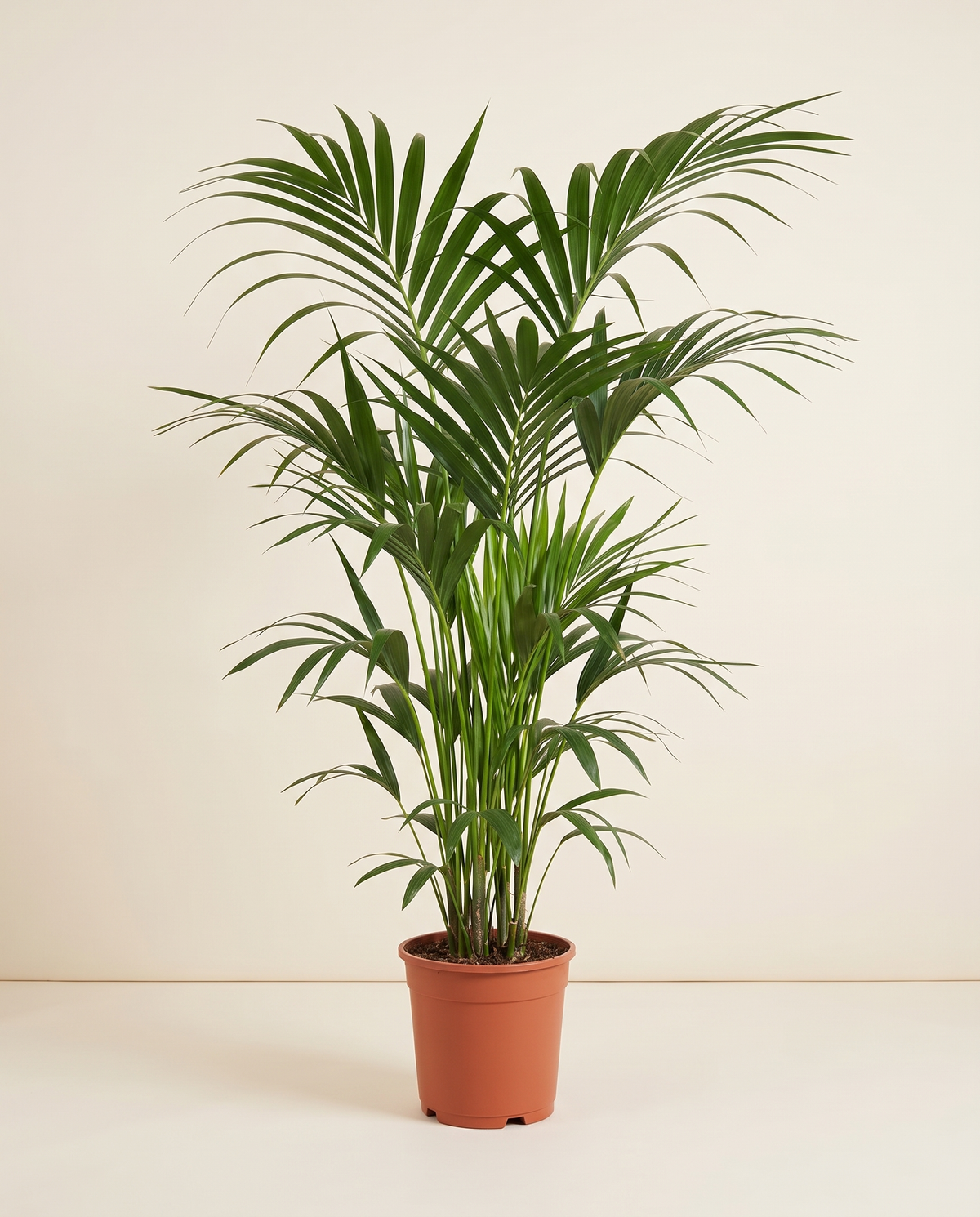 Howea Forteriana