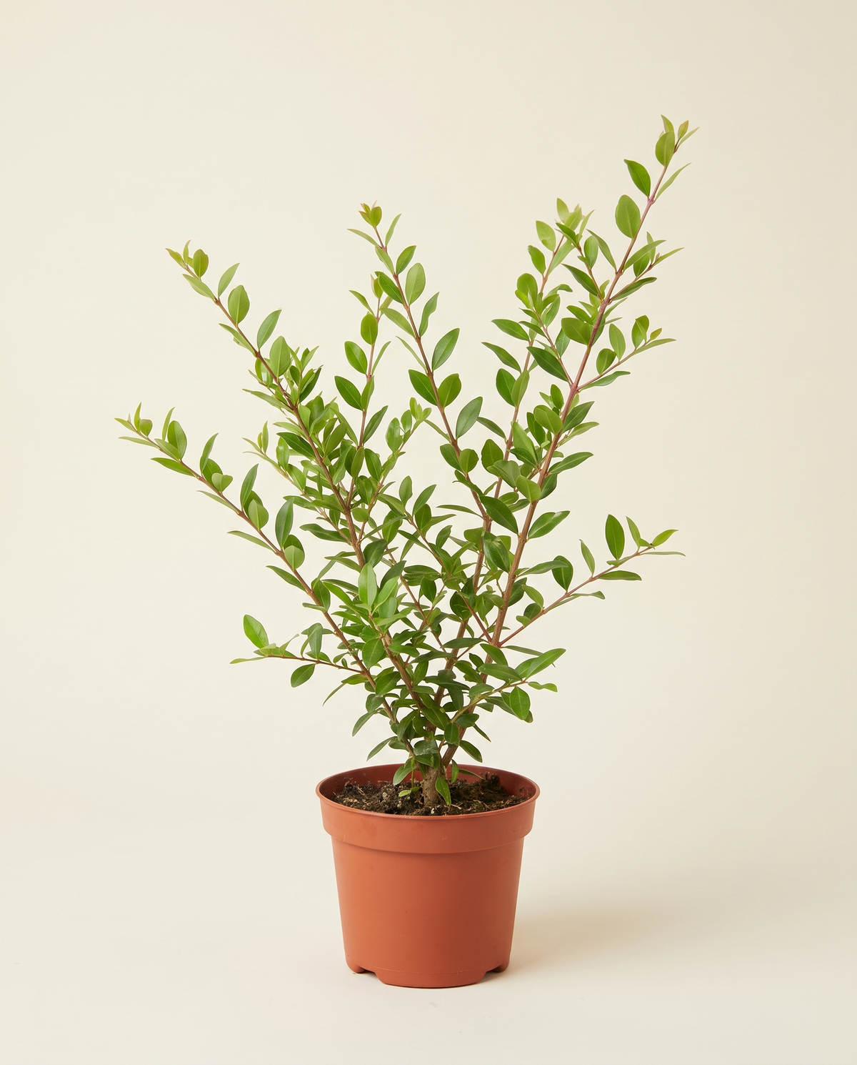 Henna Plant