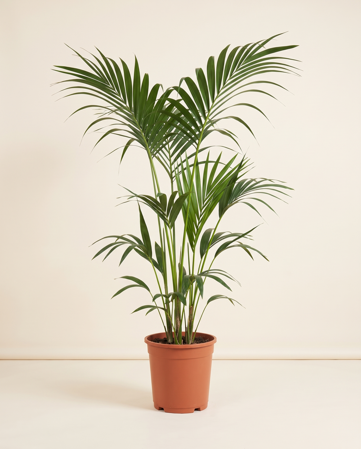 Howea Forteriana
