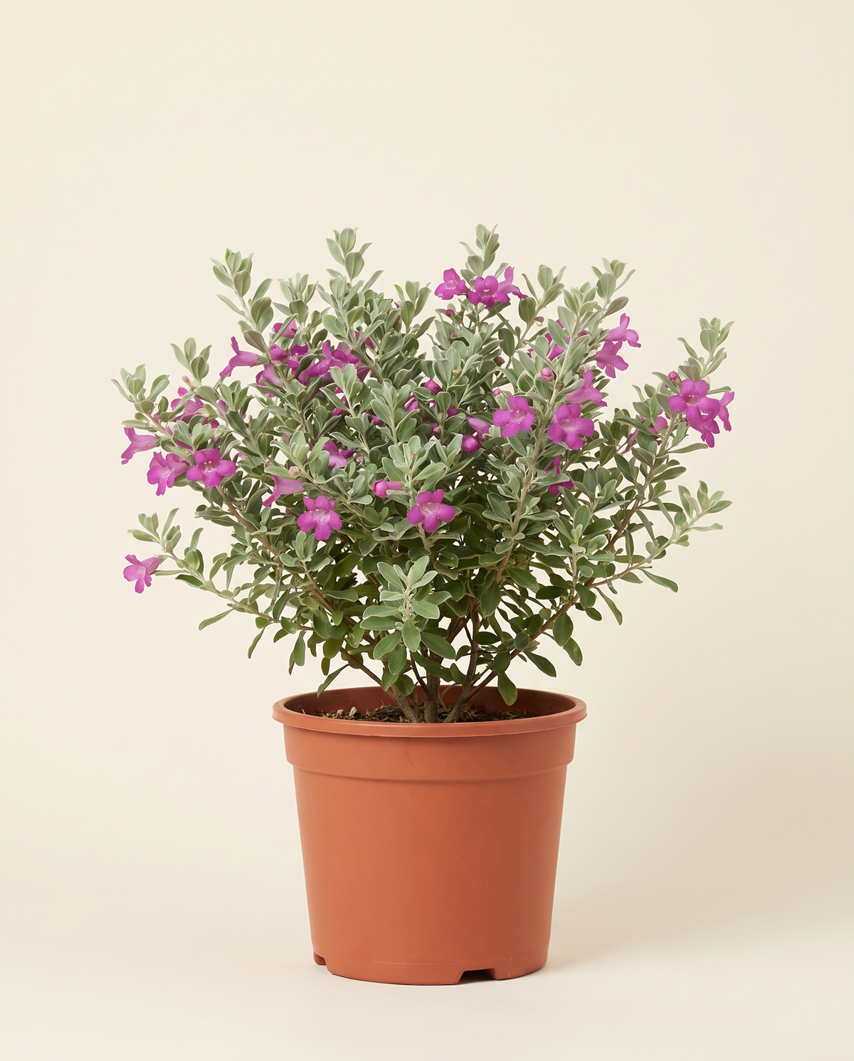 Leucophyllum Frutescens Green Cloud Small